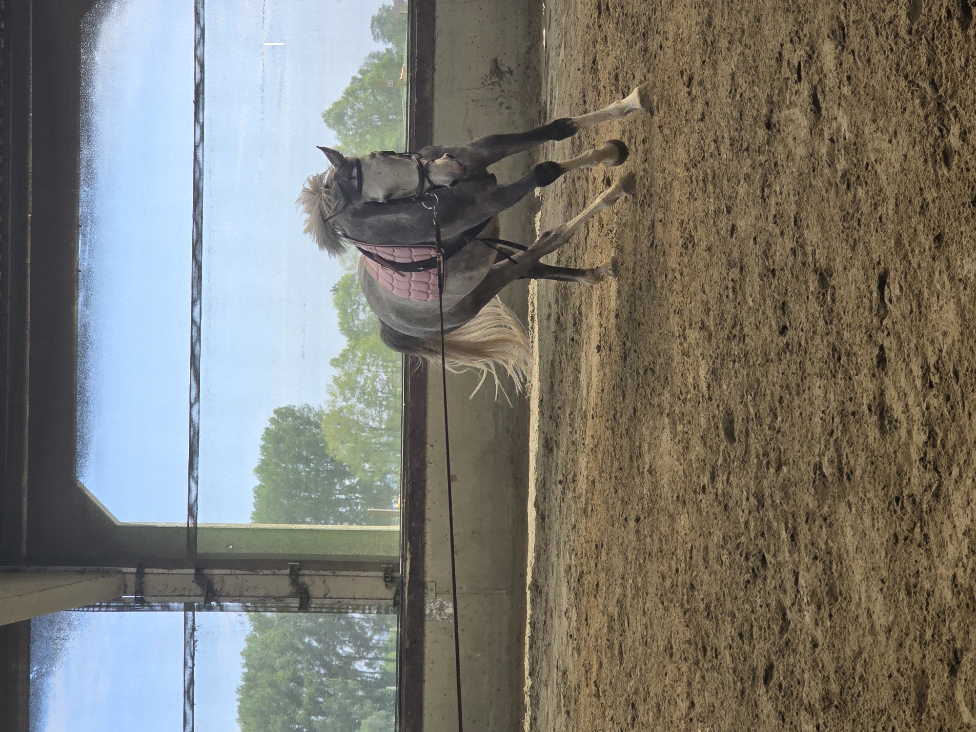 Gray horse with pink saddle pad spotted in Belgian riding arena