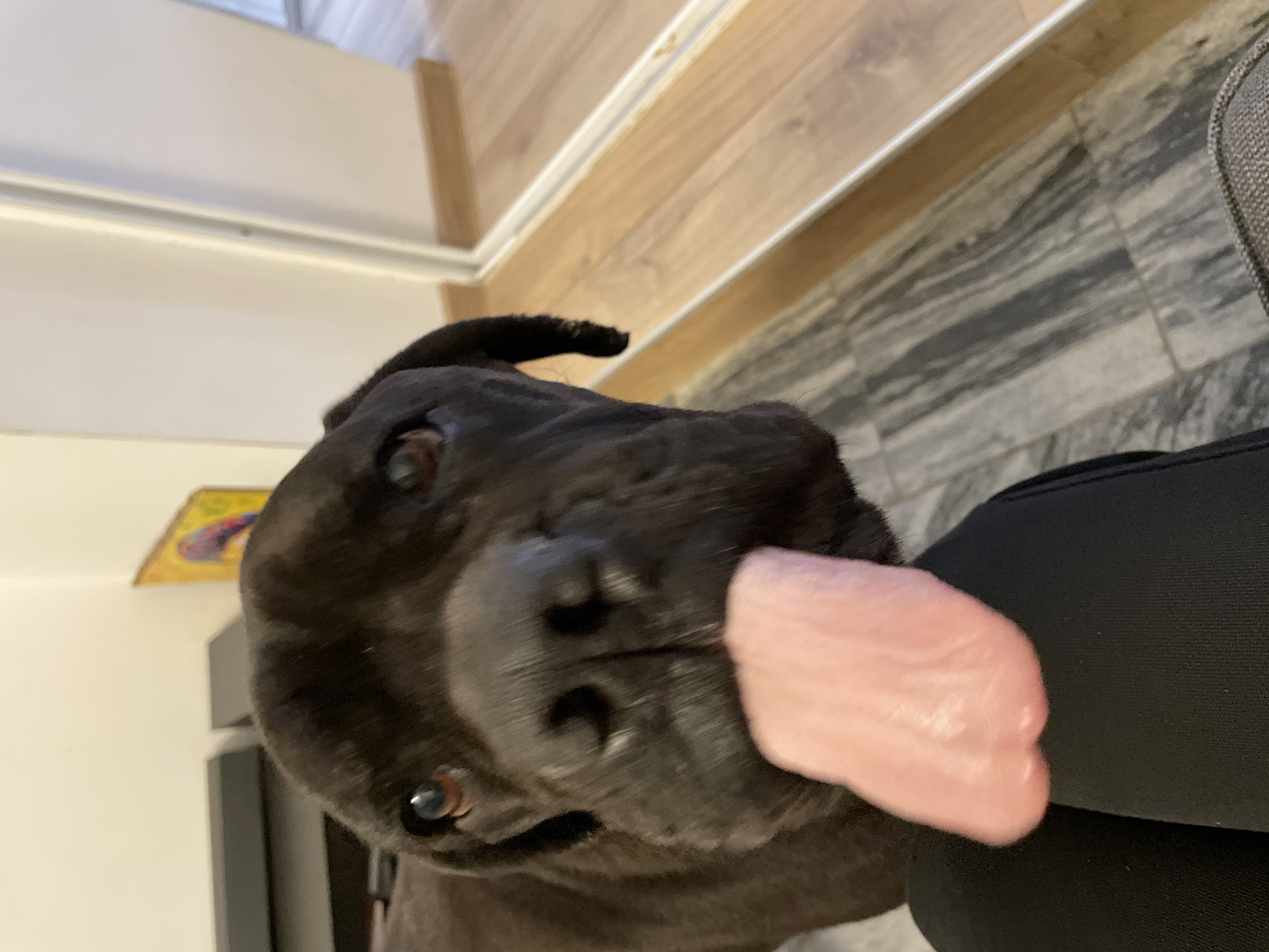 Black dog photographed resting indoors in Sofia, Bulgaria