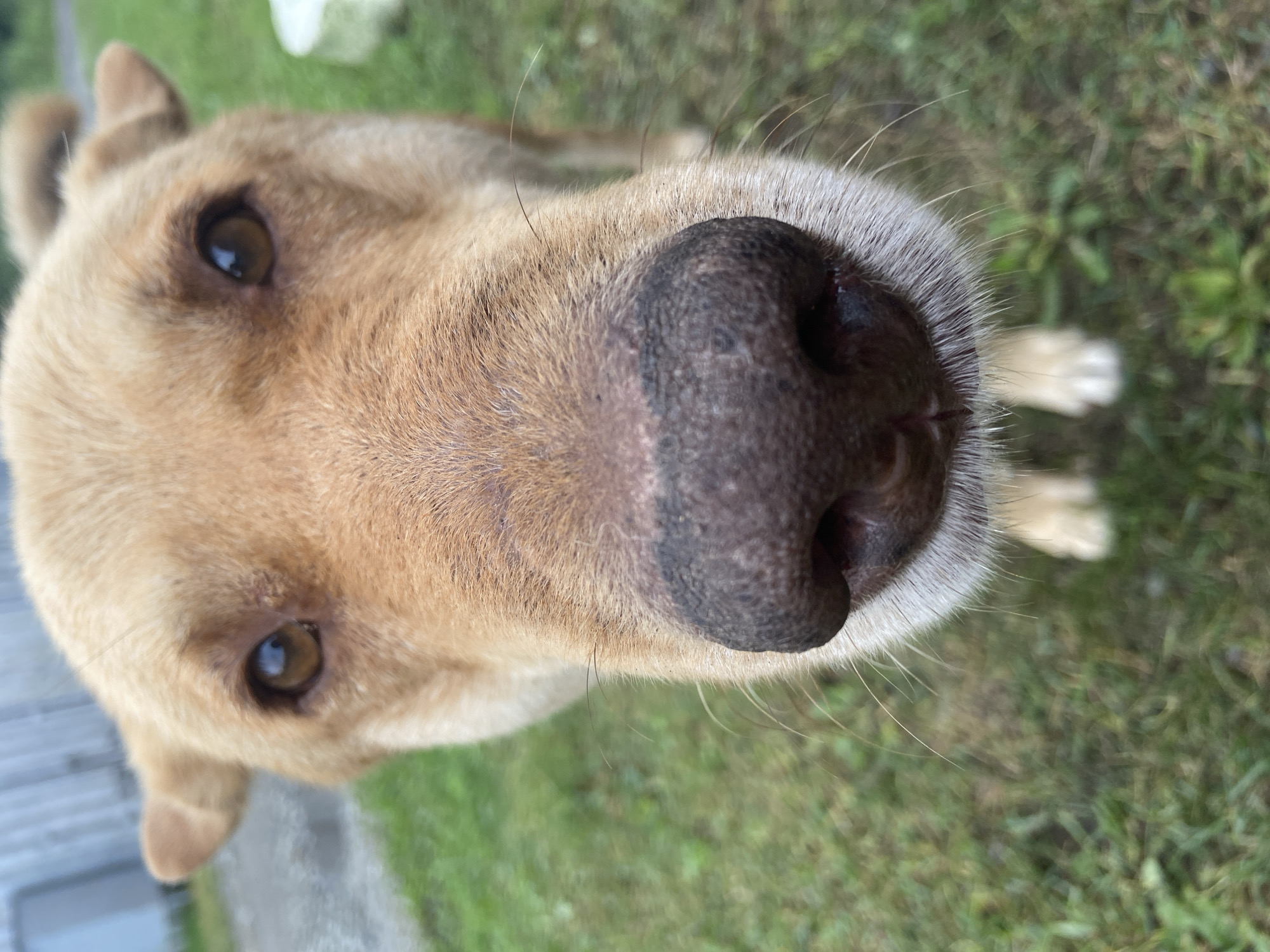 Nose-to-lens with a tan dog in Kraskino