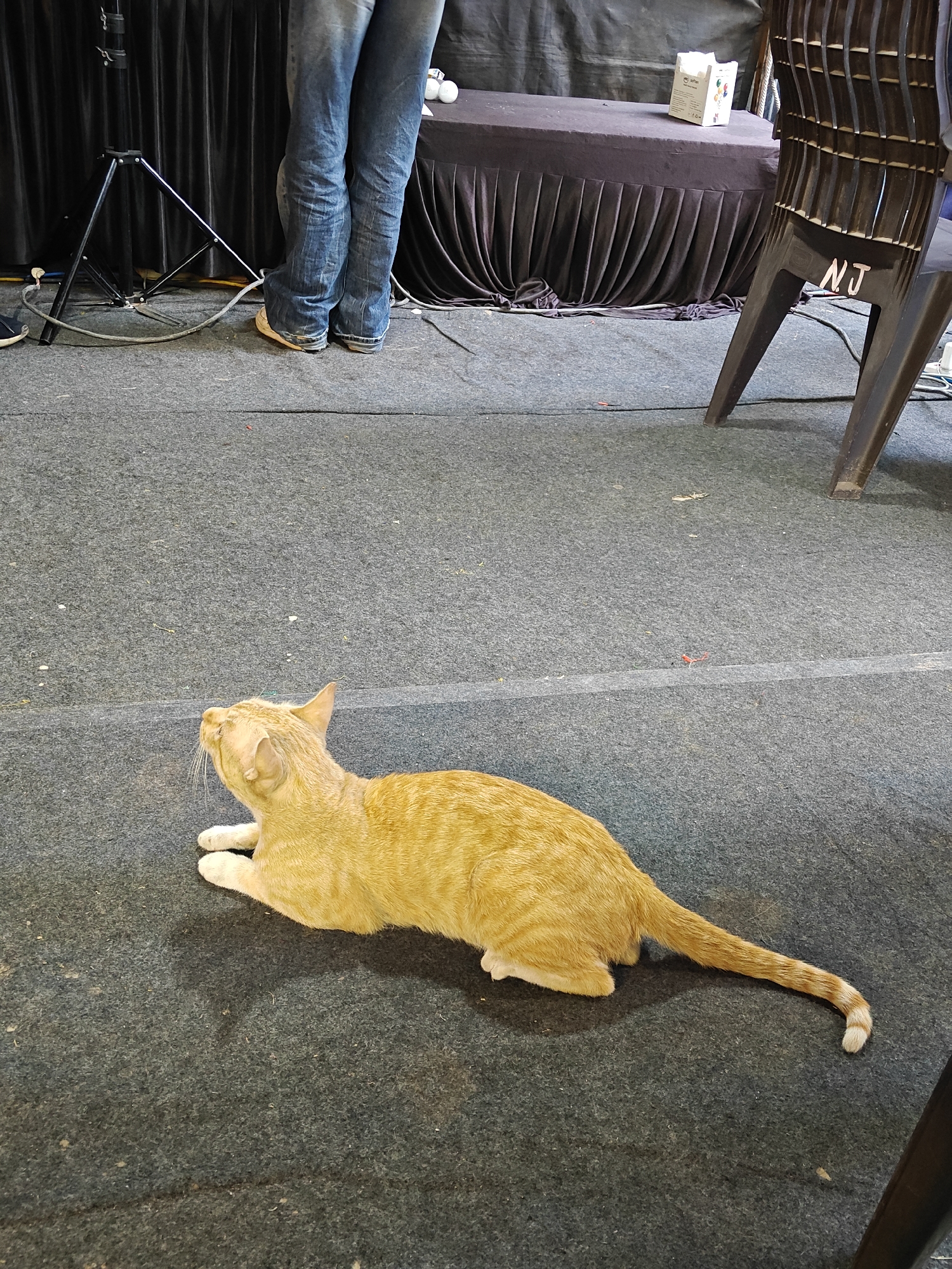 Orange tabby cat rests on carpet amid people and equipment