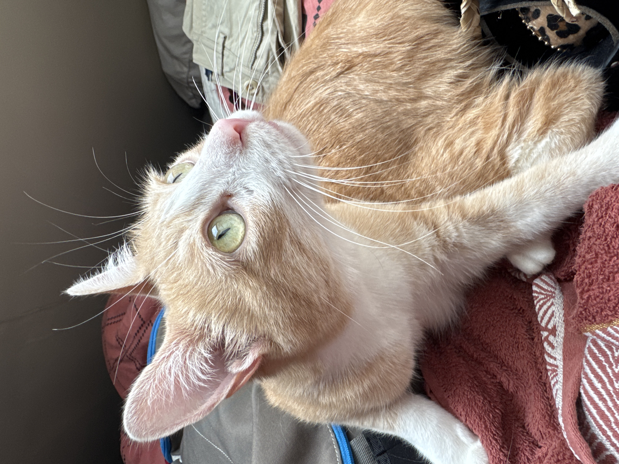 Orange tabby cat lounging on a blanket in Wattrelos