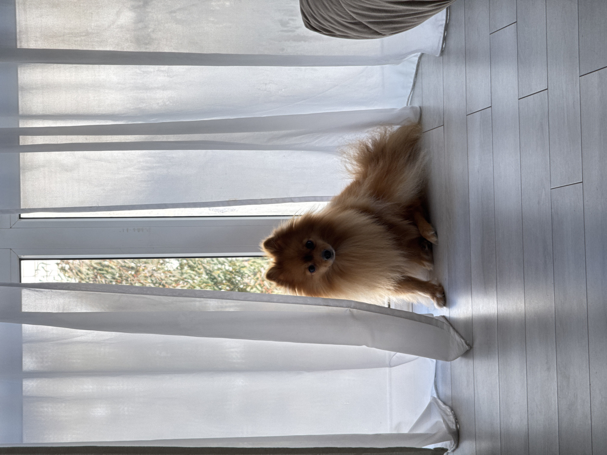 Pomeranian dog spotted near window in Sirius, Russia