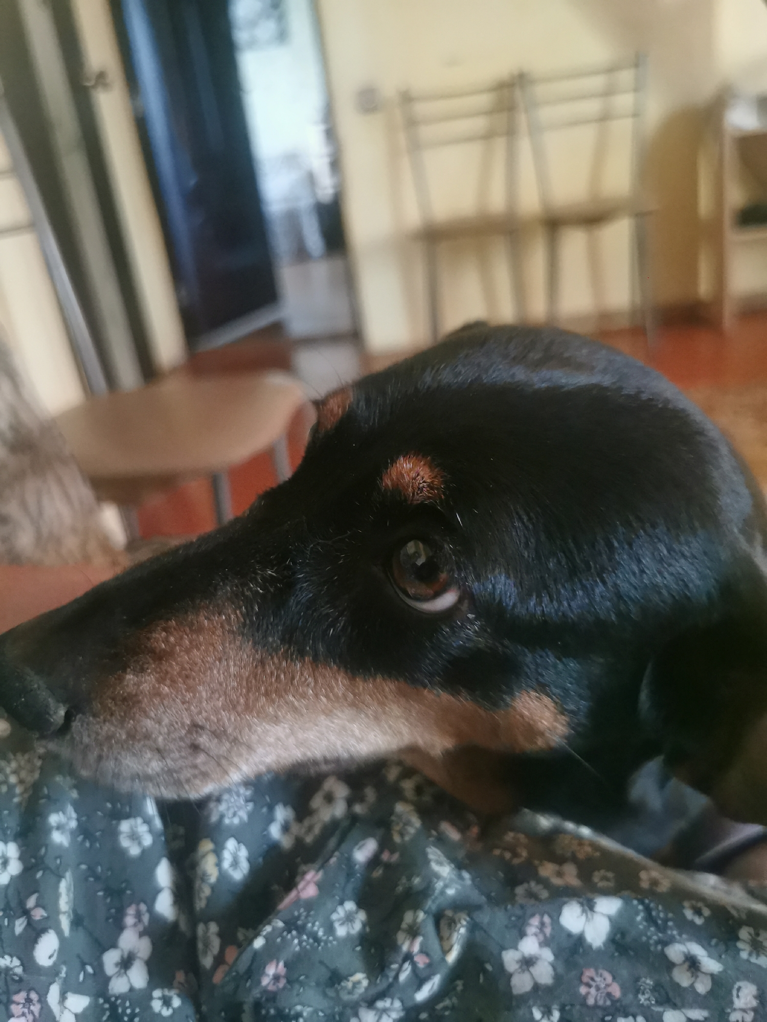 Dachshund and peonies on a quiet afternoon
