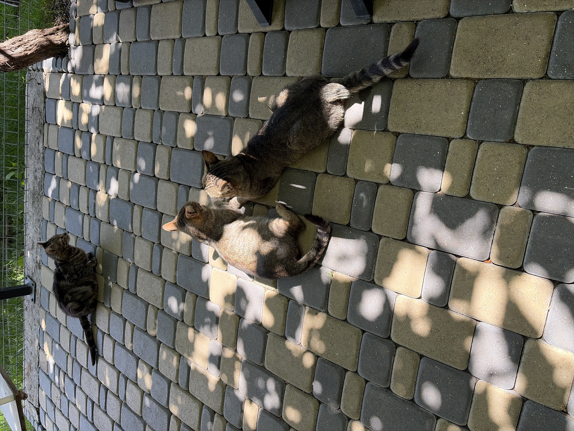 Cats, birds, and blue skies on a summer morning in Moldova