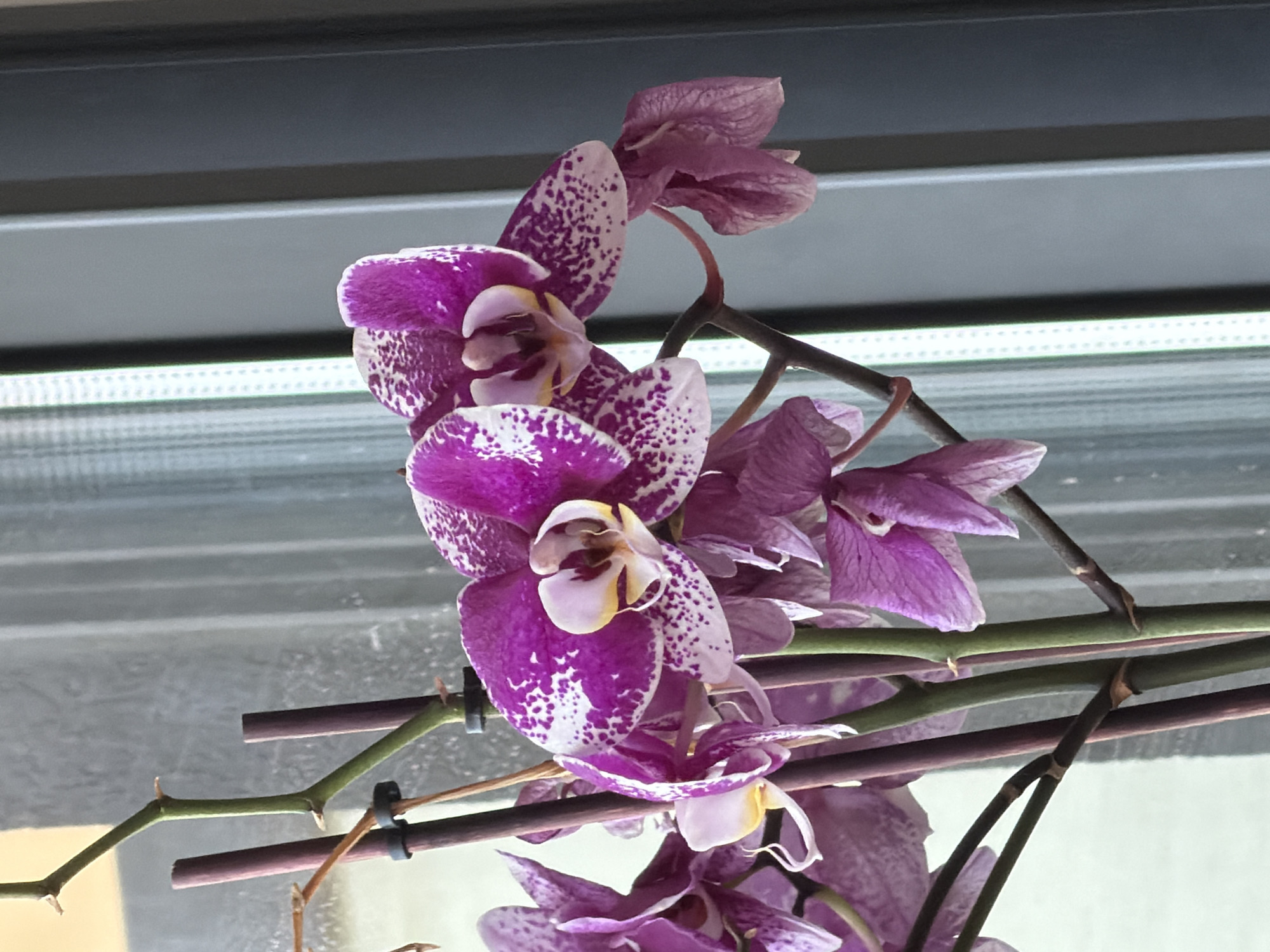 Ramat Gan resident documents indoor plant collection and home decor