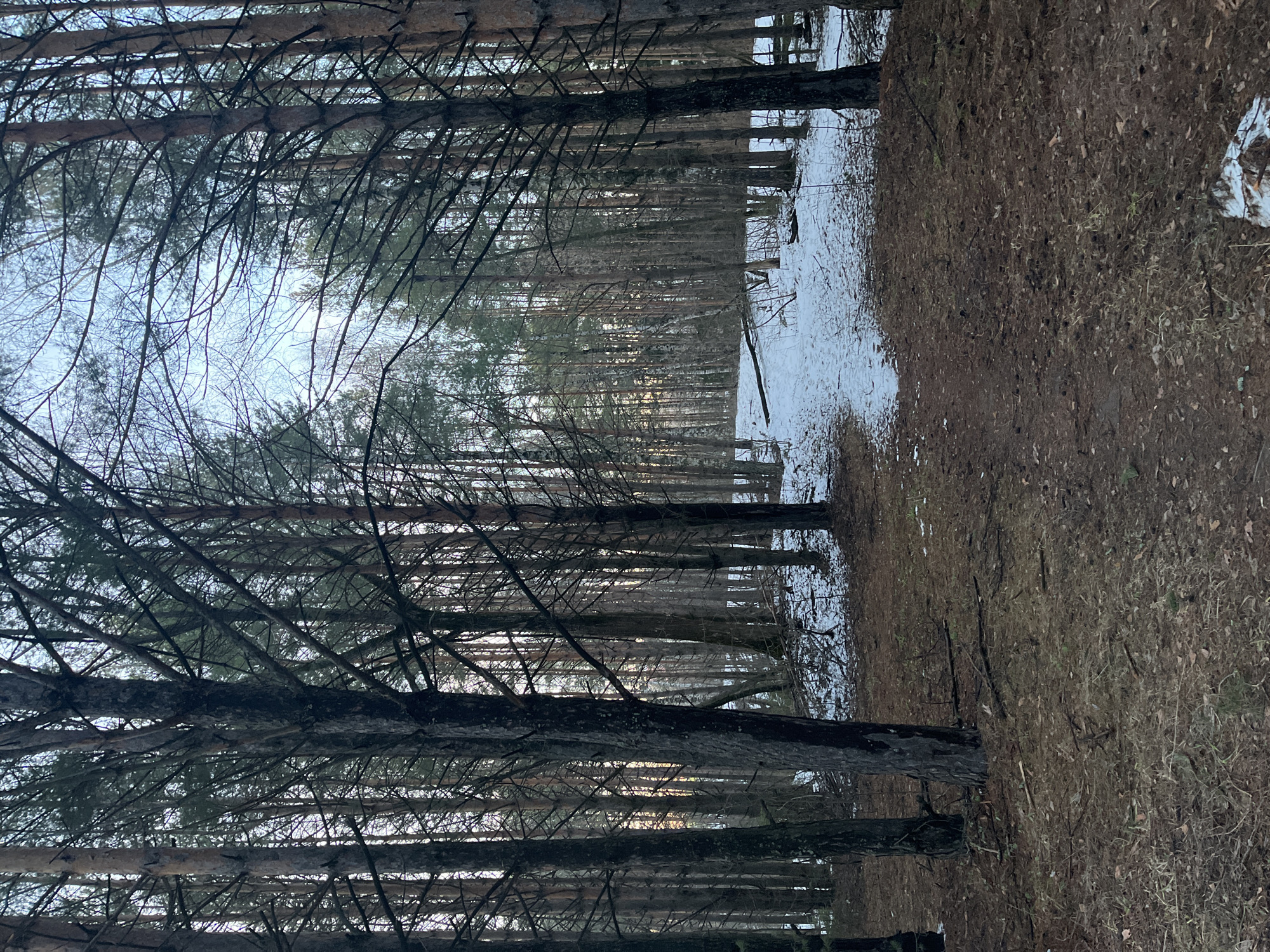 Forest walk documented through snowy trails in Chaikovsky, Russia