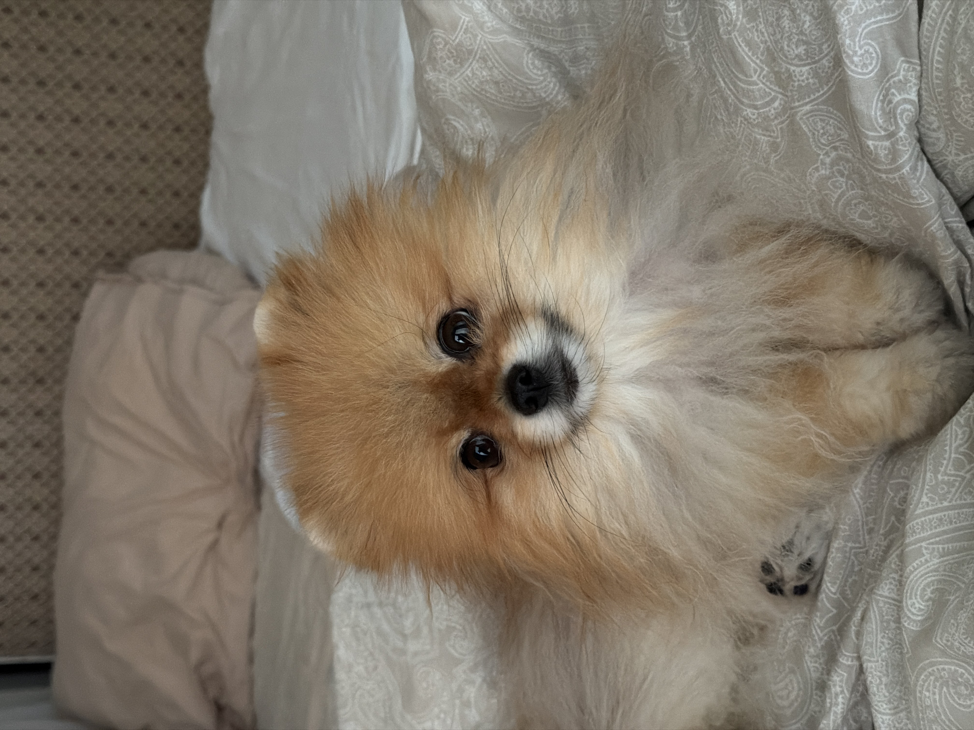 Pomeranian dog photographed resting on bed in Khimki