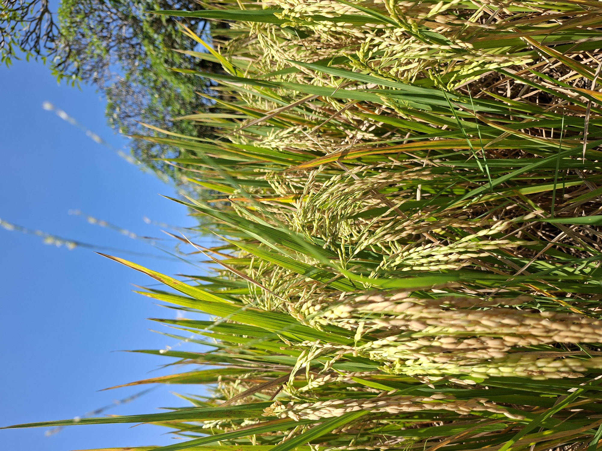Rice fields show ripening crops in Lodtunduh, Indonesia