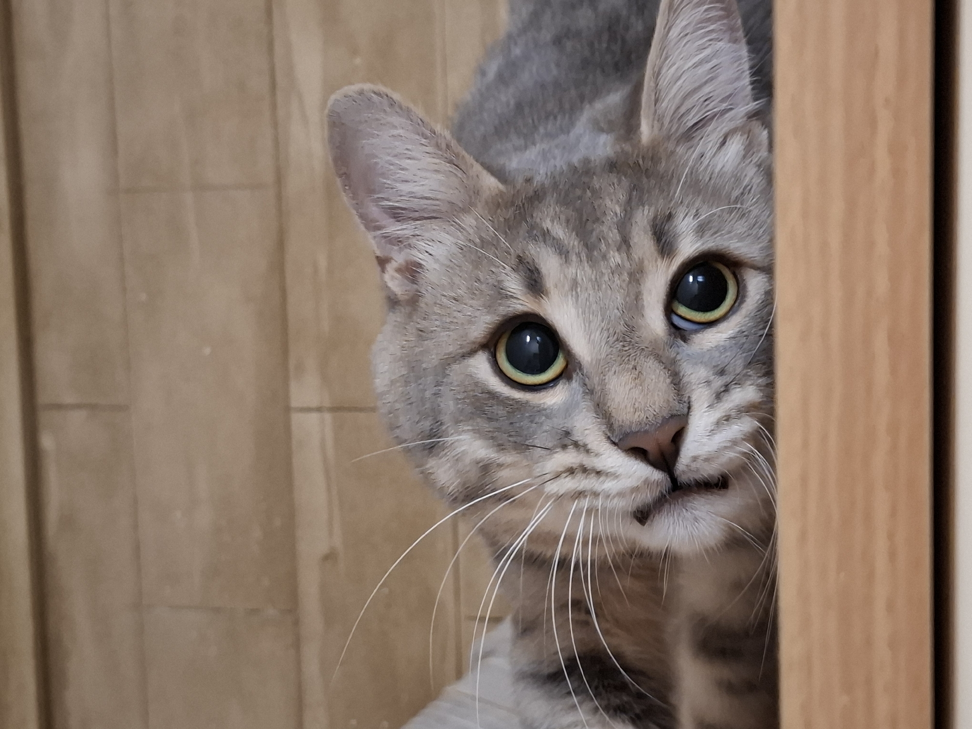 Grey tabby cat photographed in playful indoor poses