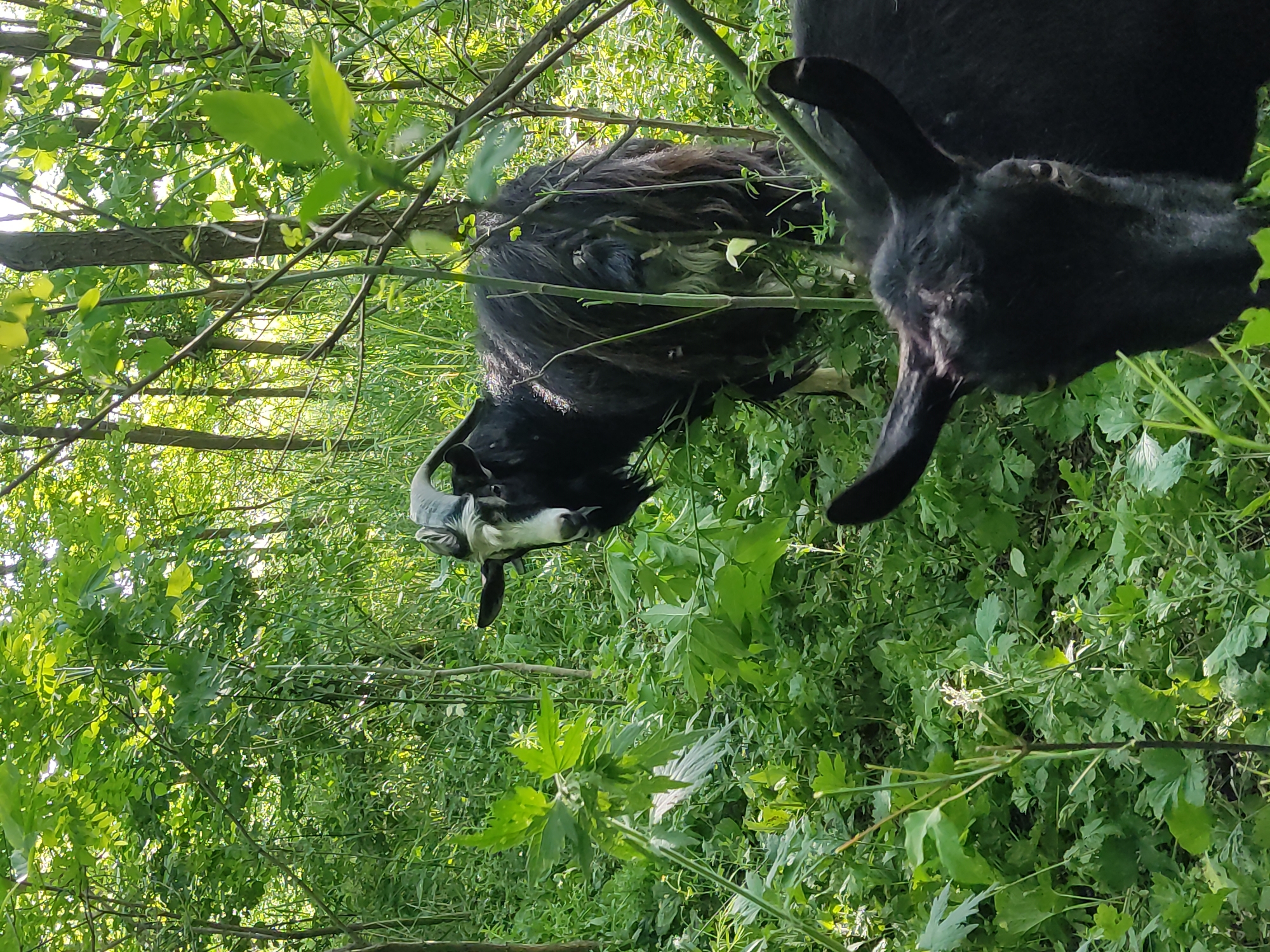 Goats graze in dense woodland near Mospyne, Ukraine