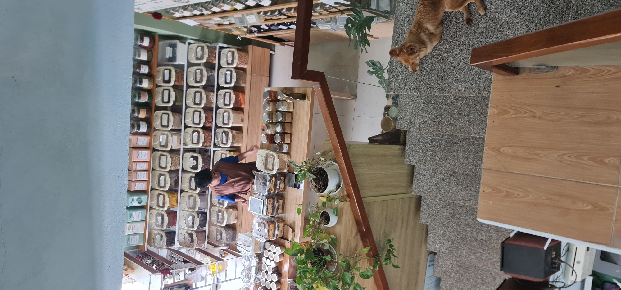 Family dog visits bookstore during morning shopping in Đà Nẵng