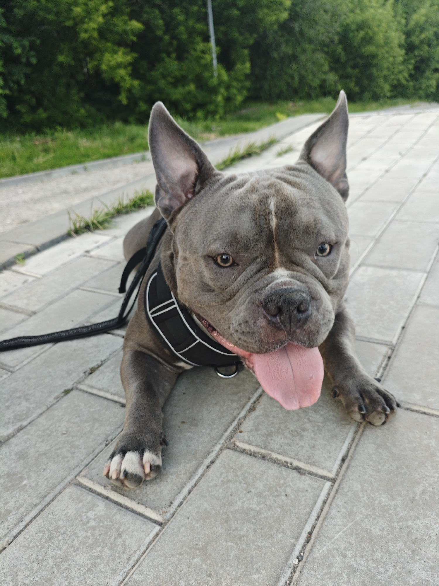 Dog walks and rests on Ulyanovsk walkways