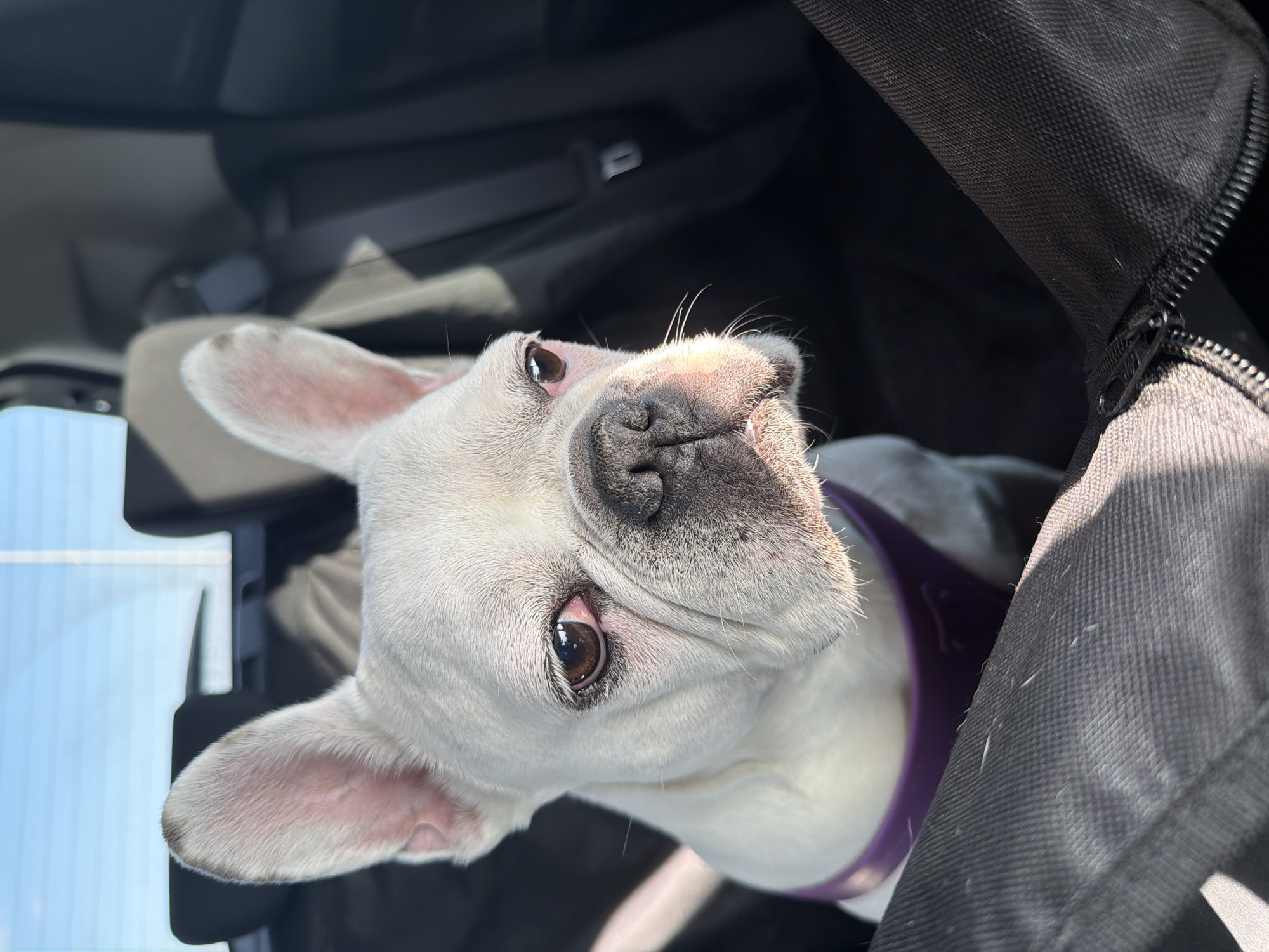 French Bulldog spotted in car near Bulgarian gas station