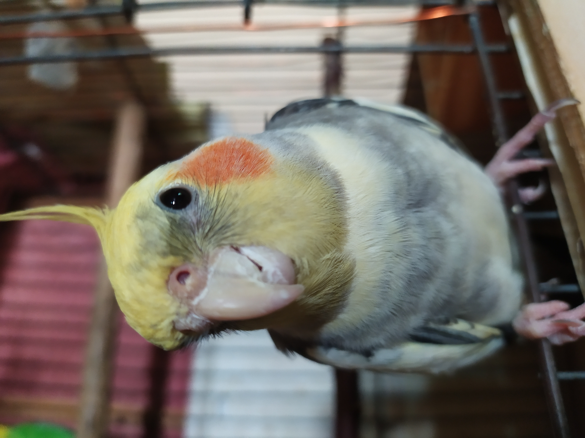 Cockatiels at home in Bilajari, up close and in detail