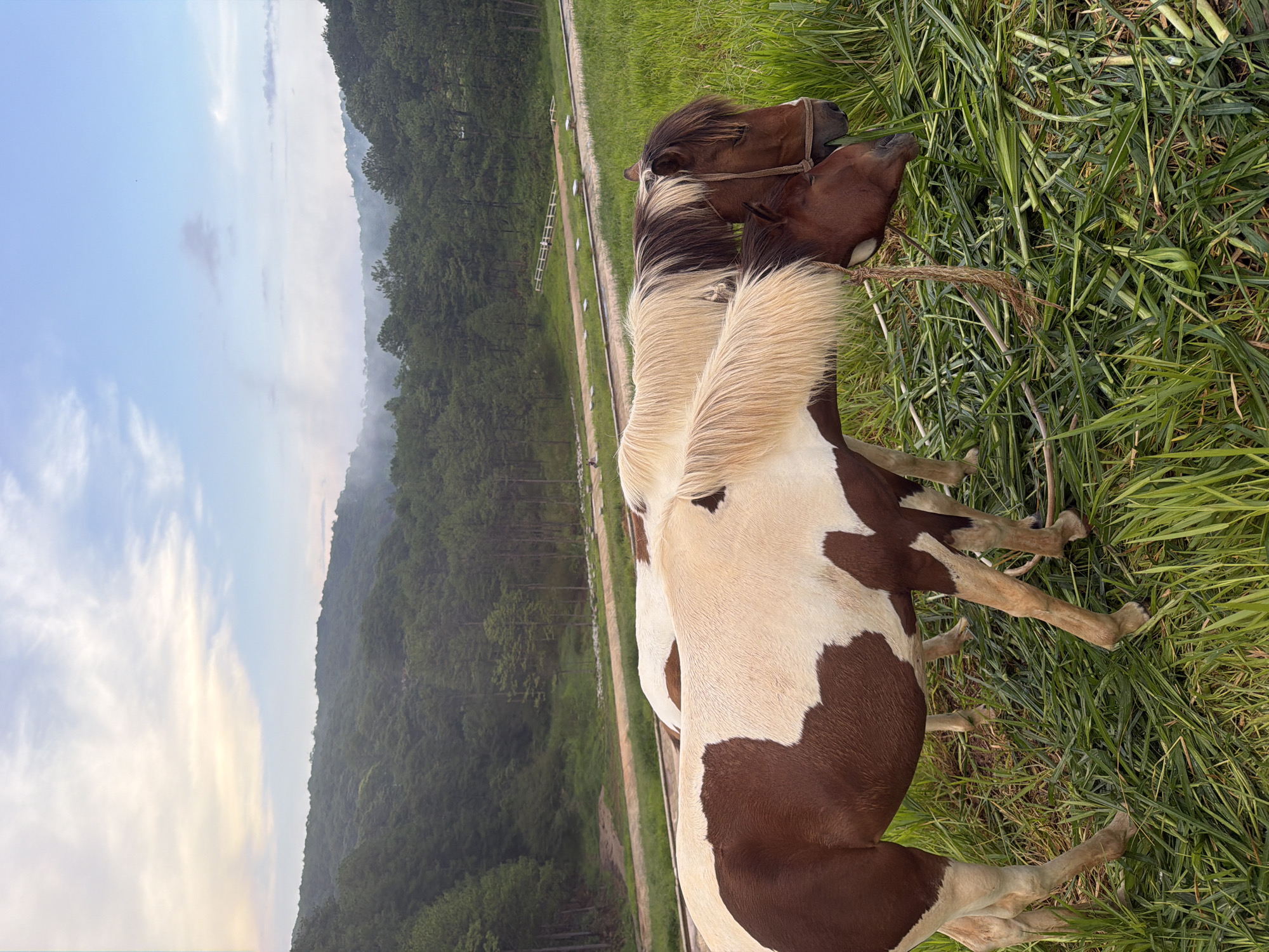 Piebald horses grazing in Da Lat's green hillside meadows