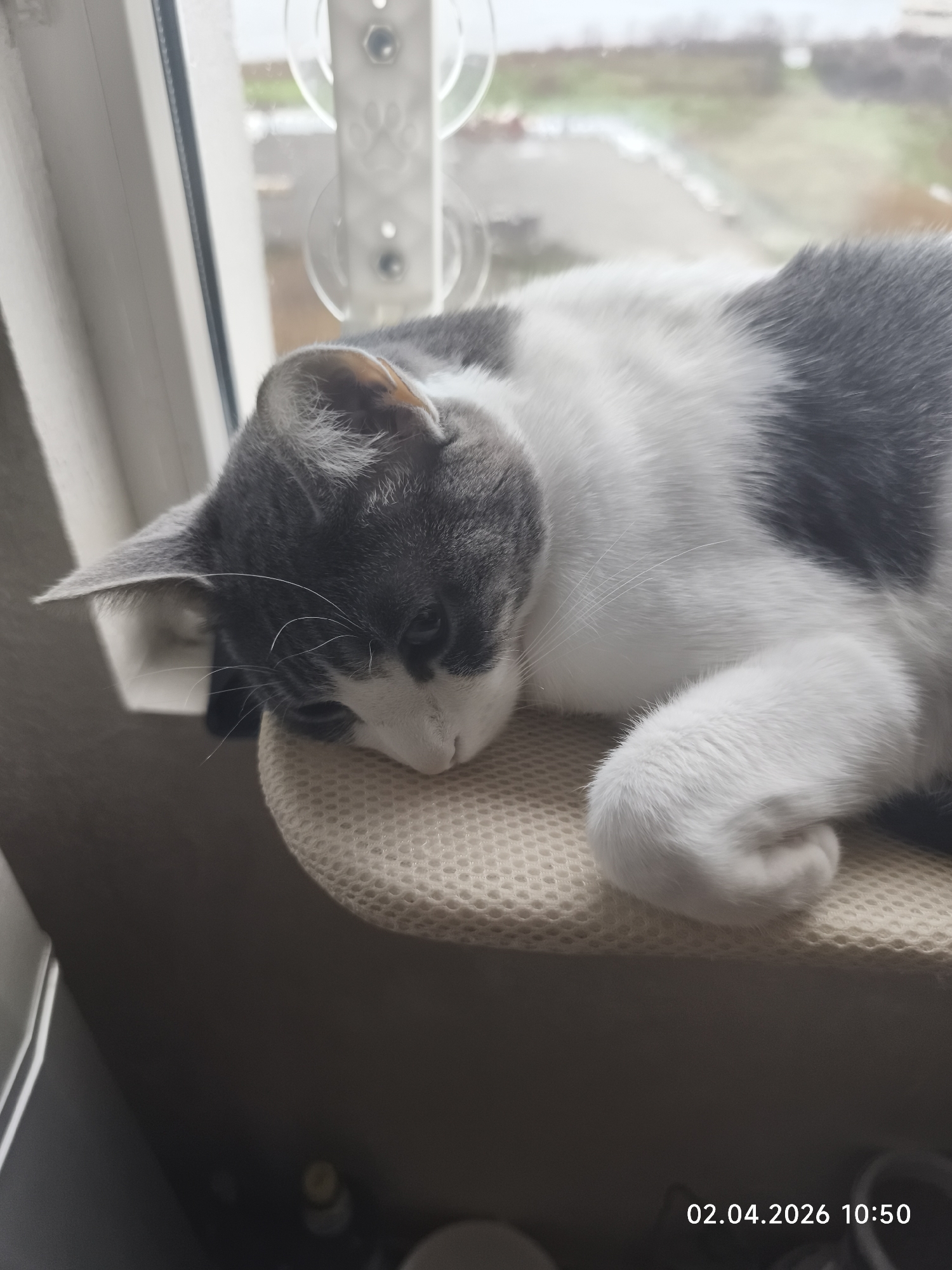 Domestic cat activities and coastal views in Pomorie Bulgaria