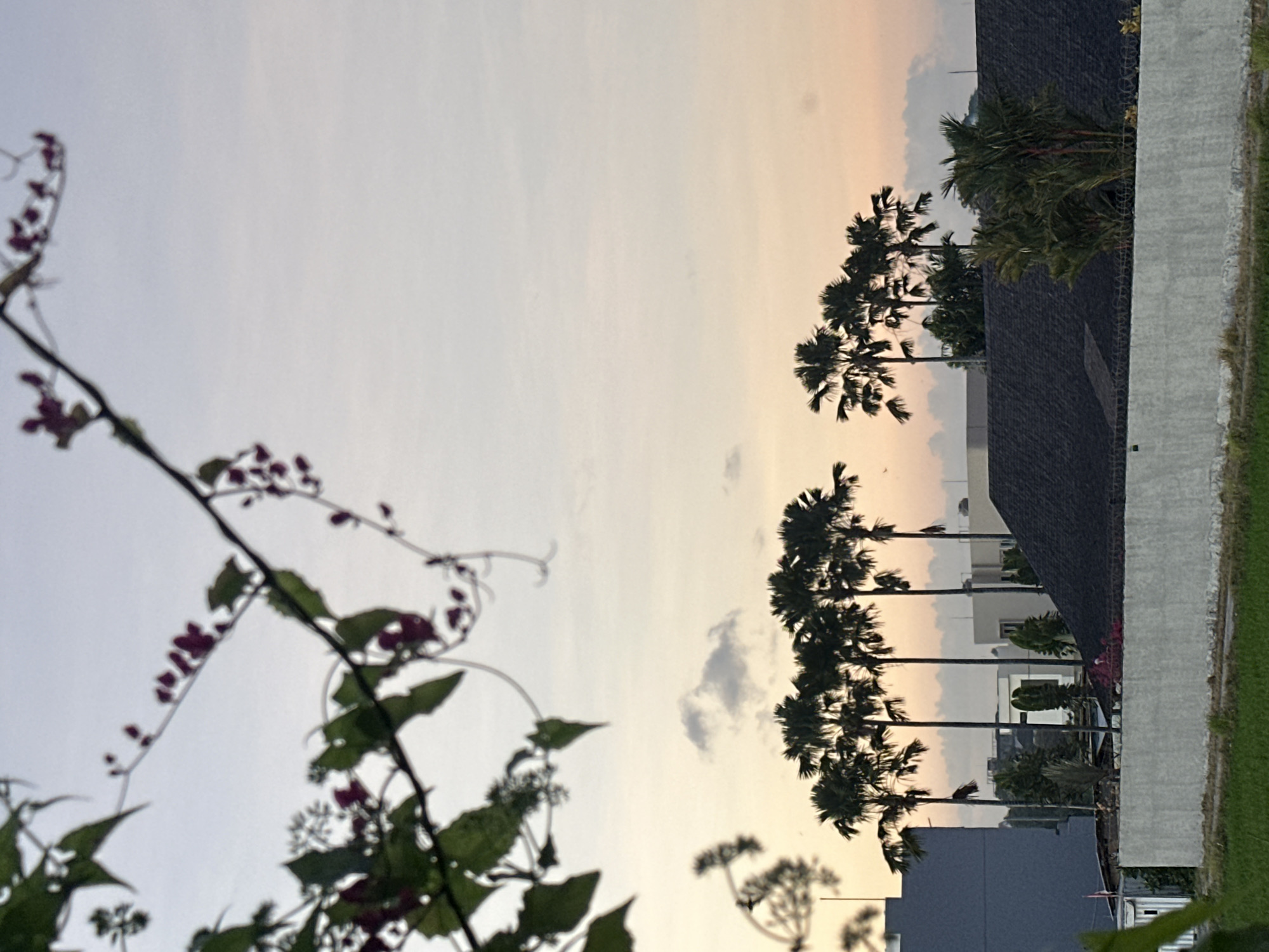Flowering plants at dusk in North Kuta, Bali