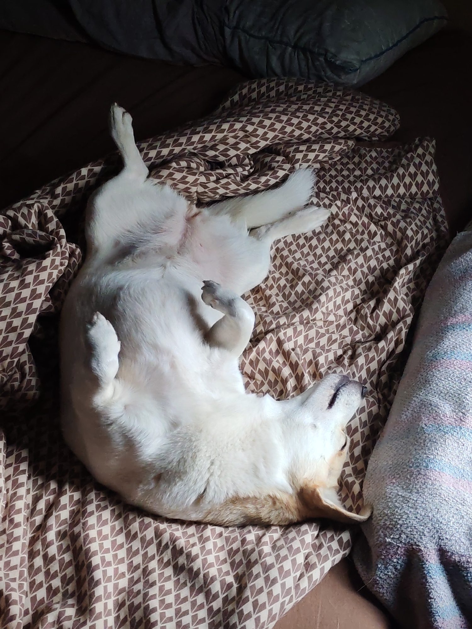 Corgi rests belly-up on patterned bedding