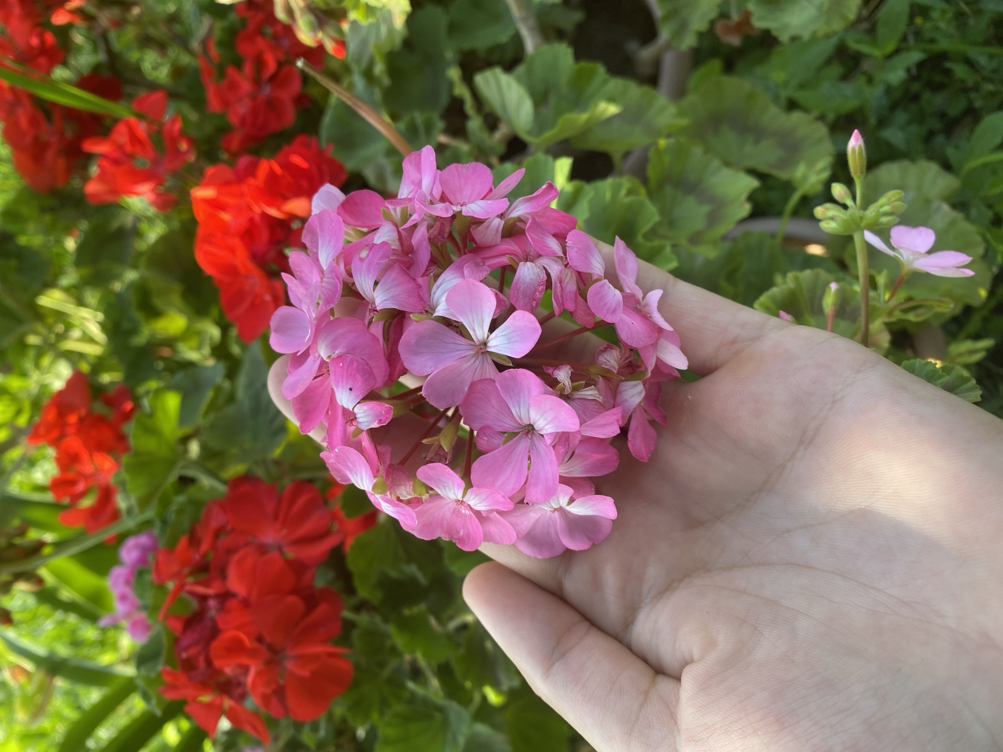 Garden check: flowers in hand, vegetables growing and cooking