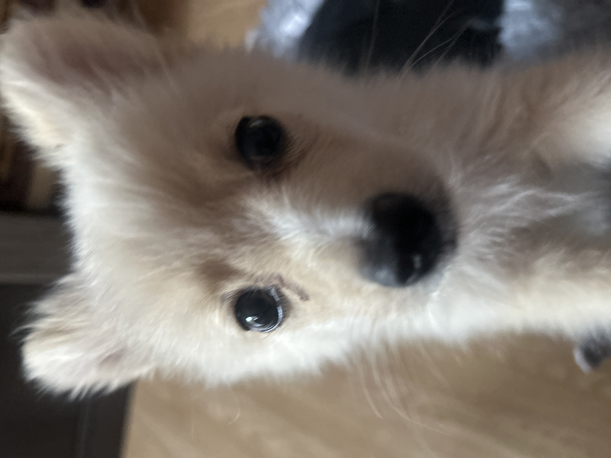 Fluffy puppy close-up in Tankovo, Bulgaria