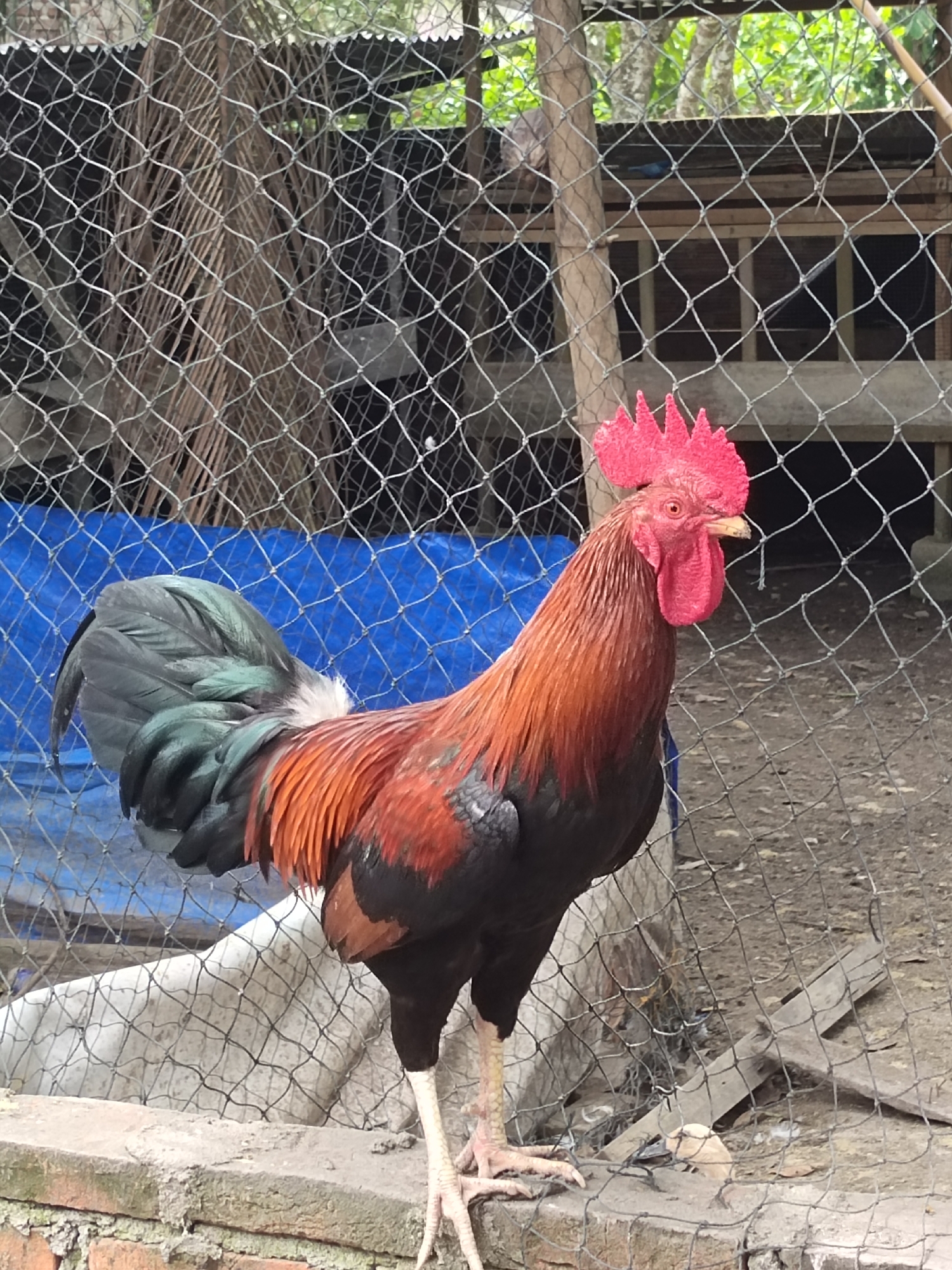 Backyard poultry life in rural Aceh, Indonesia