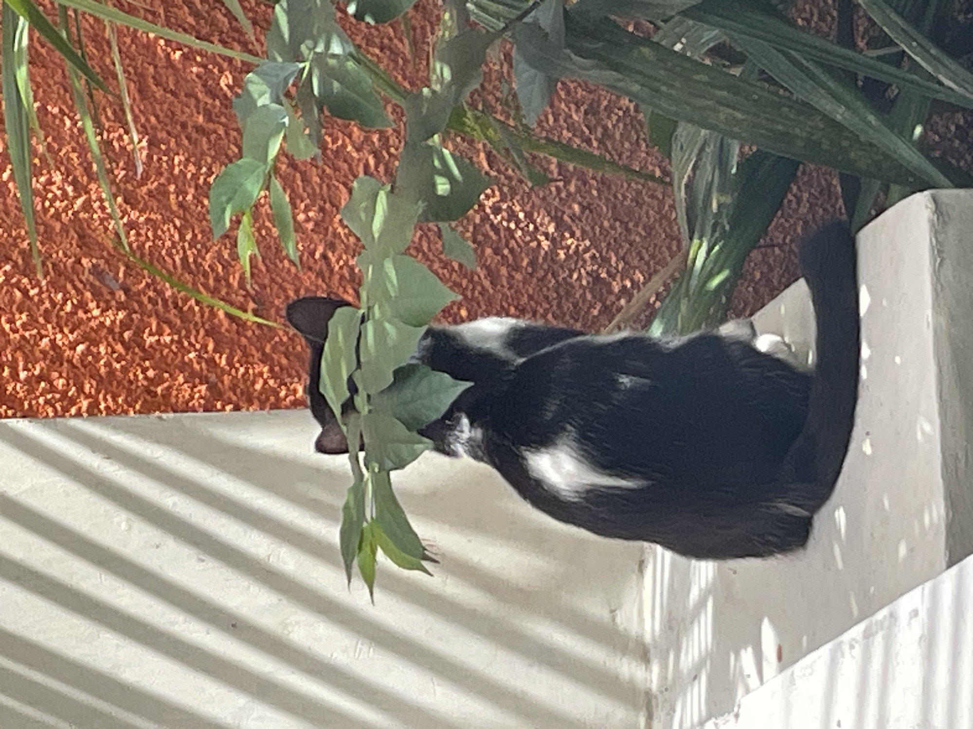Morning domestic moments with cats documented in Denpasar home
