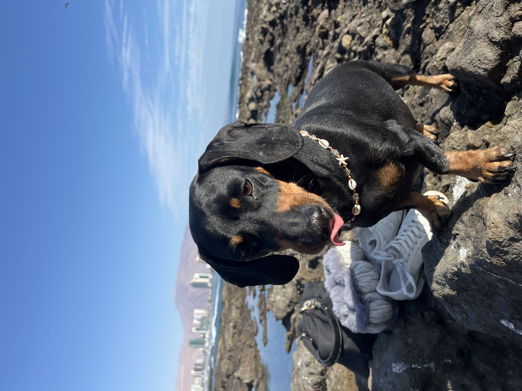 Dachshund in decorative necklace photographed at coastal overlook