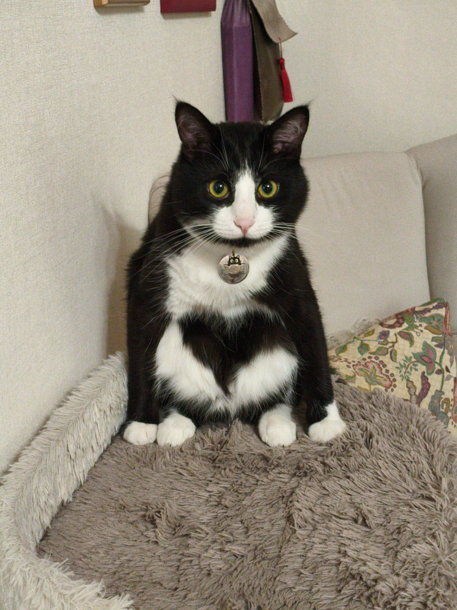 Black and white cat chilling on a pet bed in Moscow