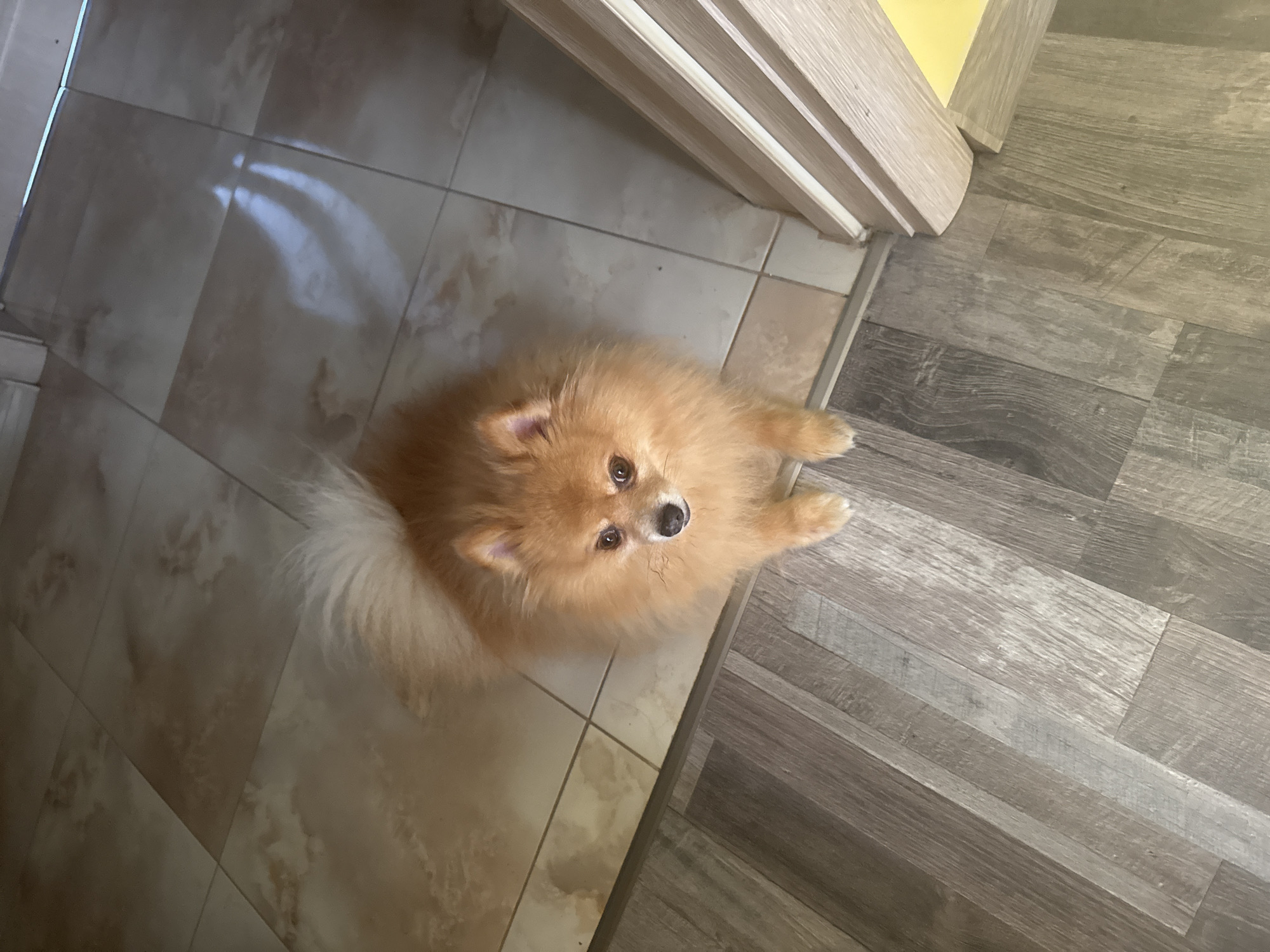 Flowers, Greek gifts, and a Pomeranian in Plovdiv