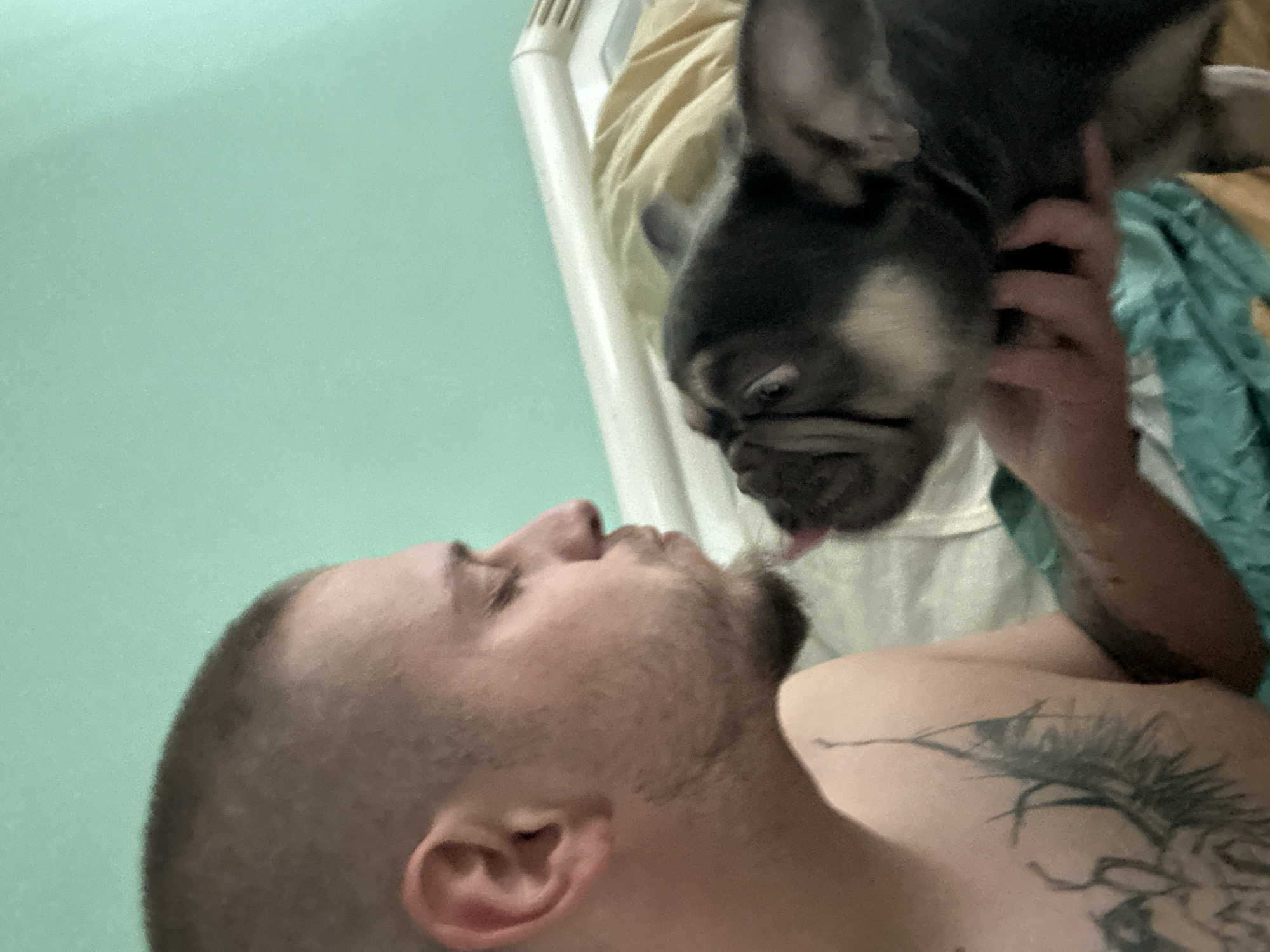 French bulldog bonds with new family during quiet afternoon