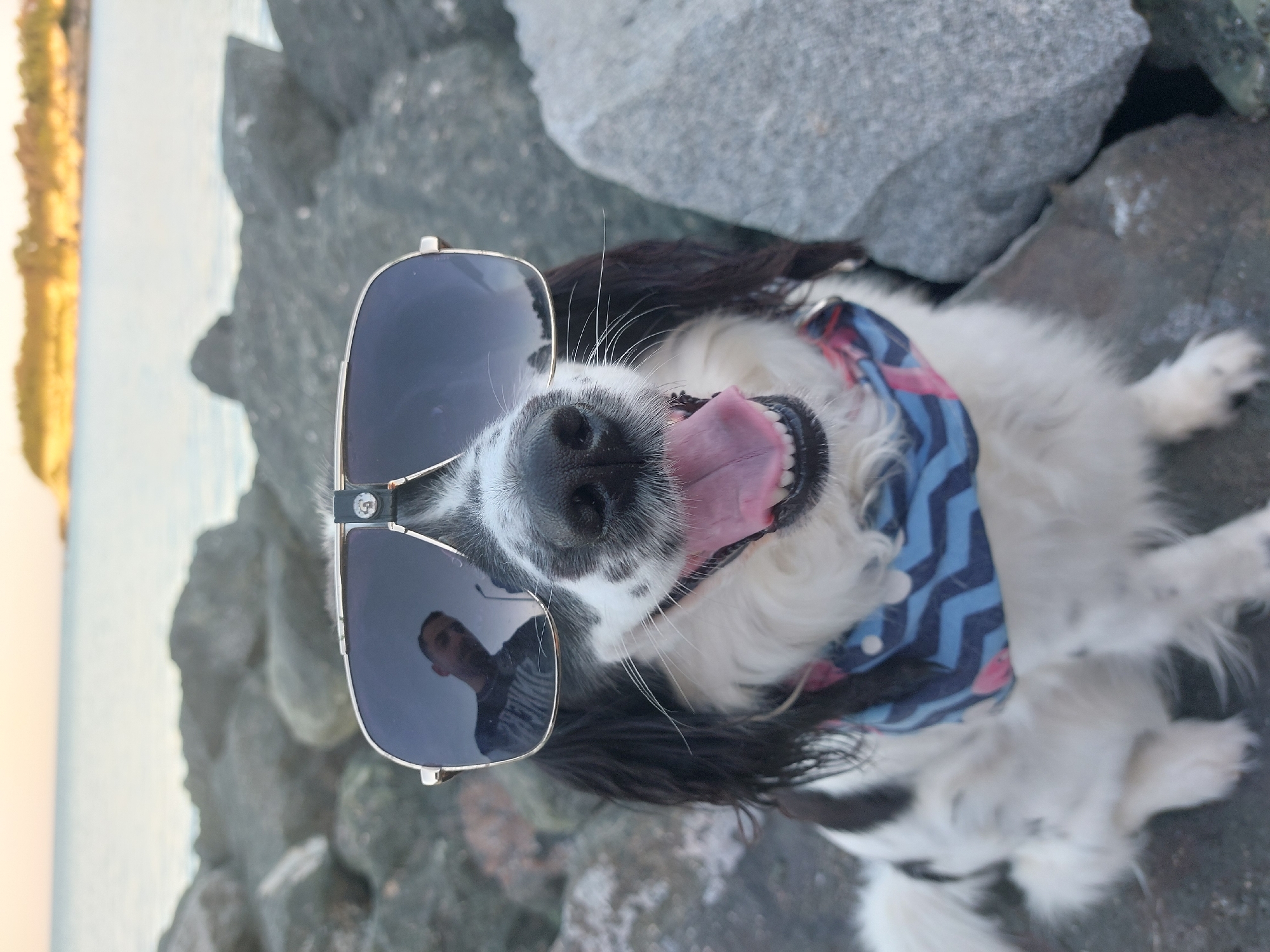 Dog in sunglasses poses on Bulgarian coast rocks