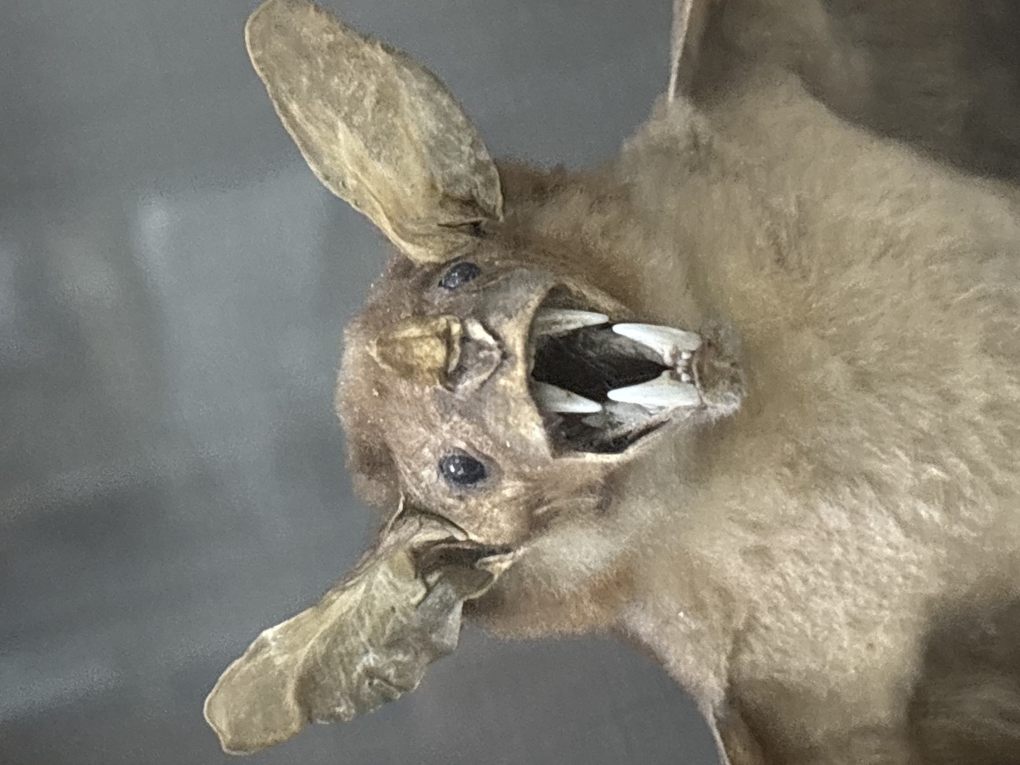 Museum visitors view taxidermied wildlife exhibits in Saint Petersburg
