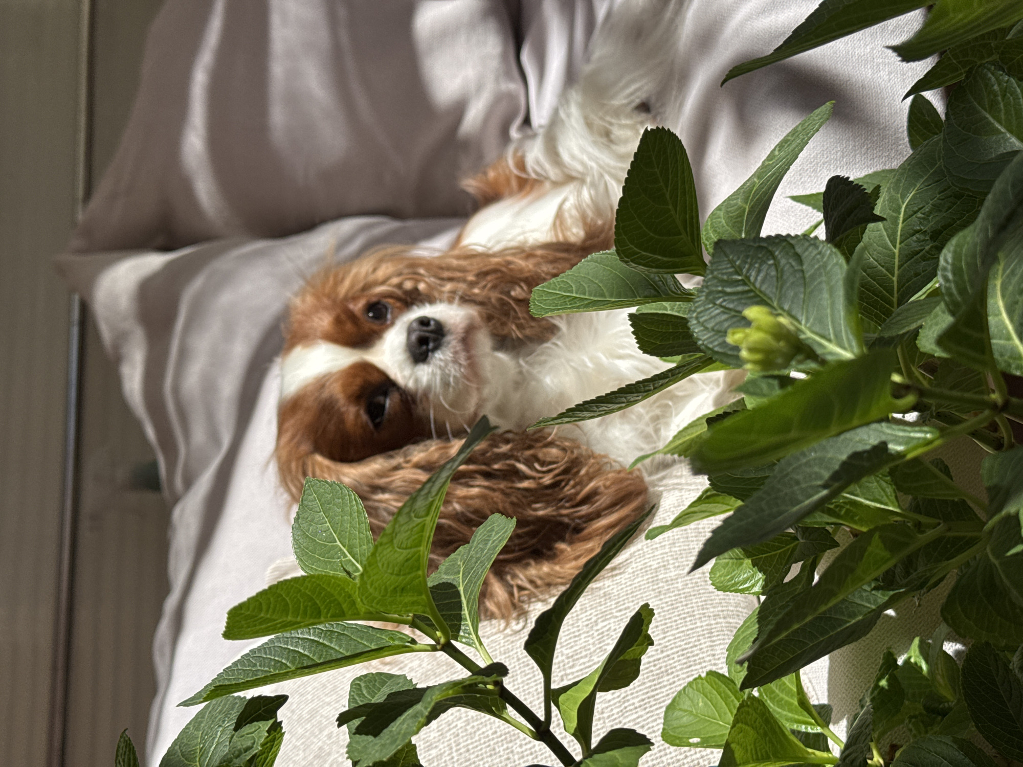 Cavalier King Charles Spaniel rests on furniture in Budva