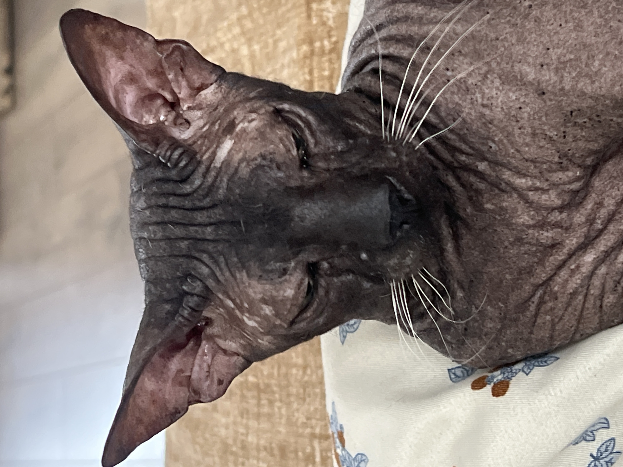 Sphynx cat lounging on a floral duvet in Votkinsk