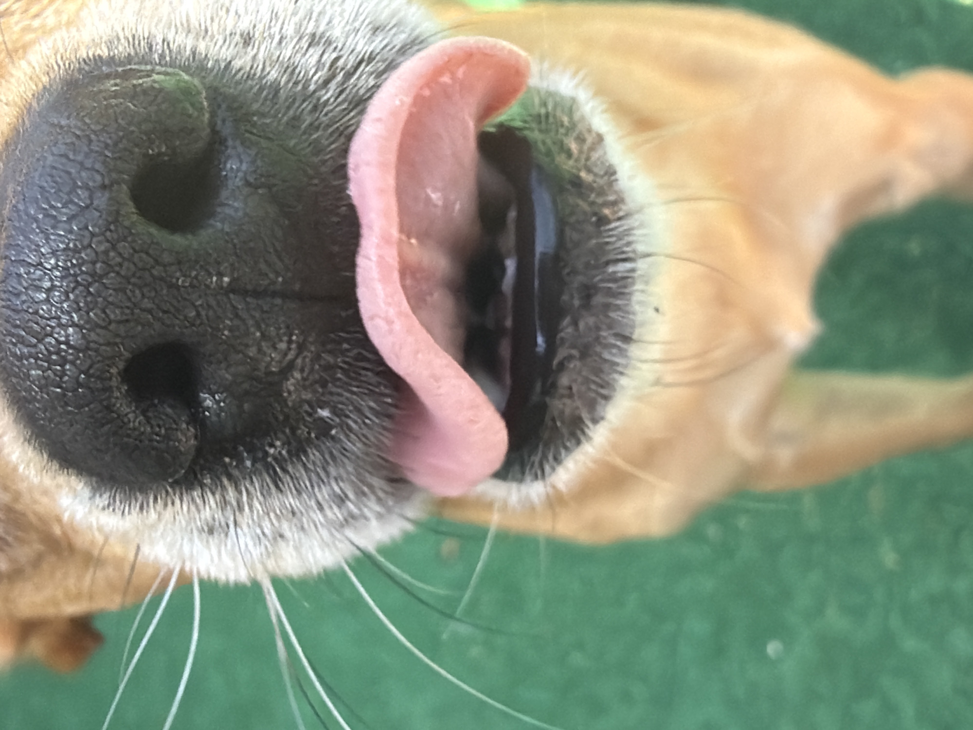Dog photographed multiple times in Bistritsa, Bulgaria