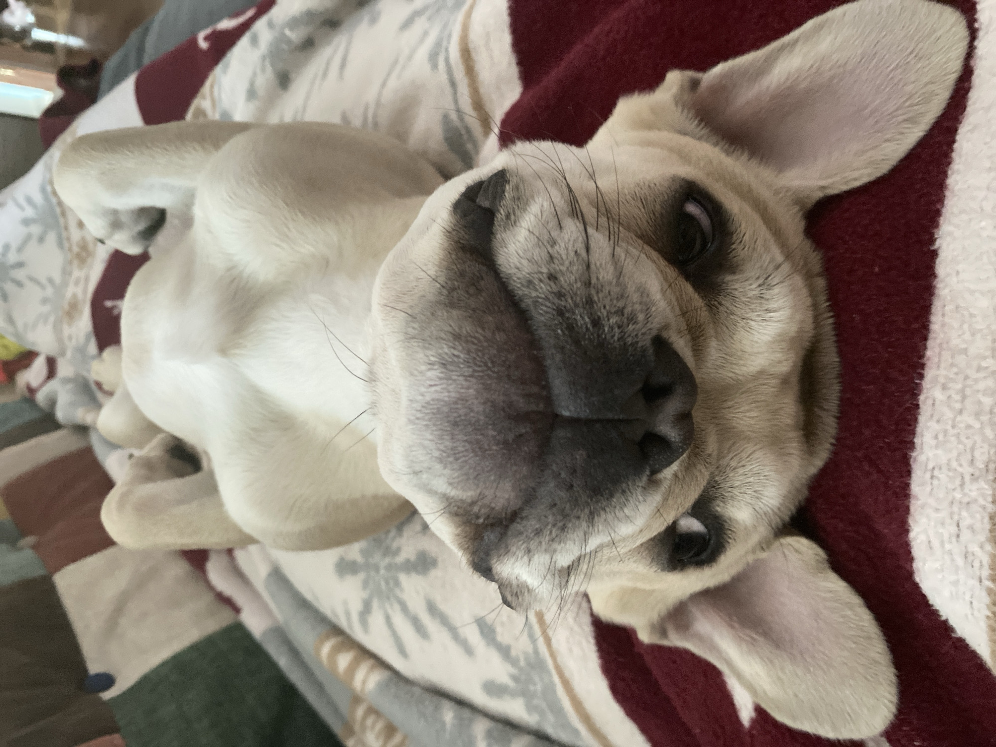 French Bulldog rests on patterned blanket in Varna