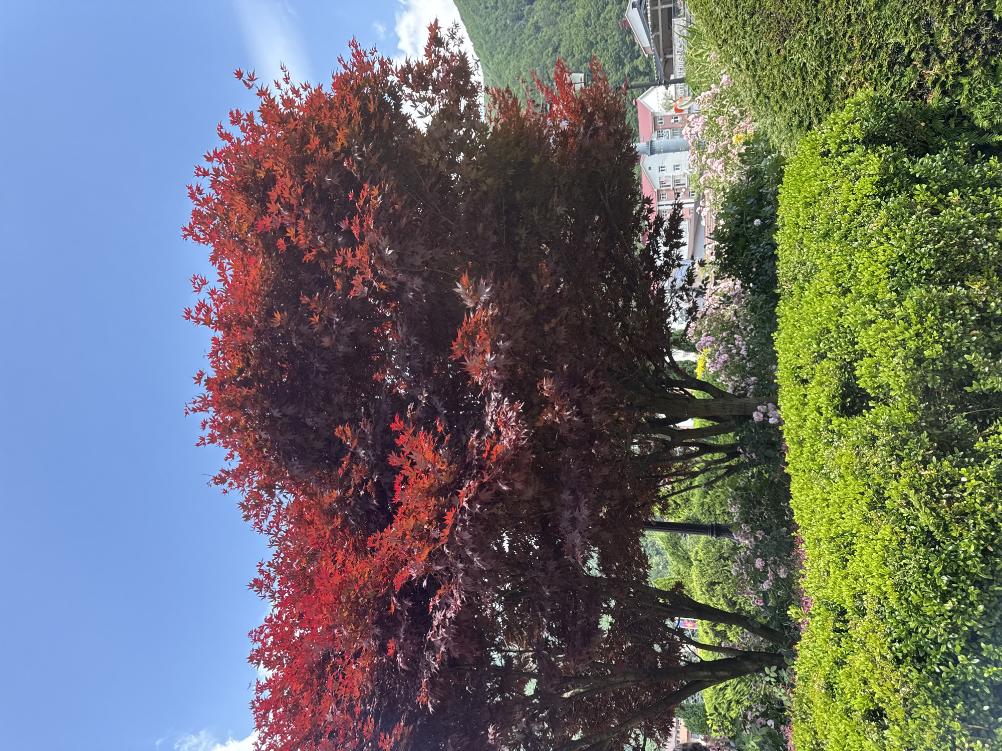 Strolling a tidy Estosadok garden on a sunny morning