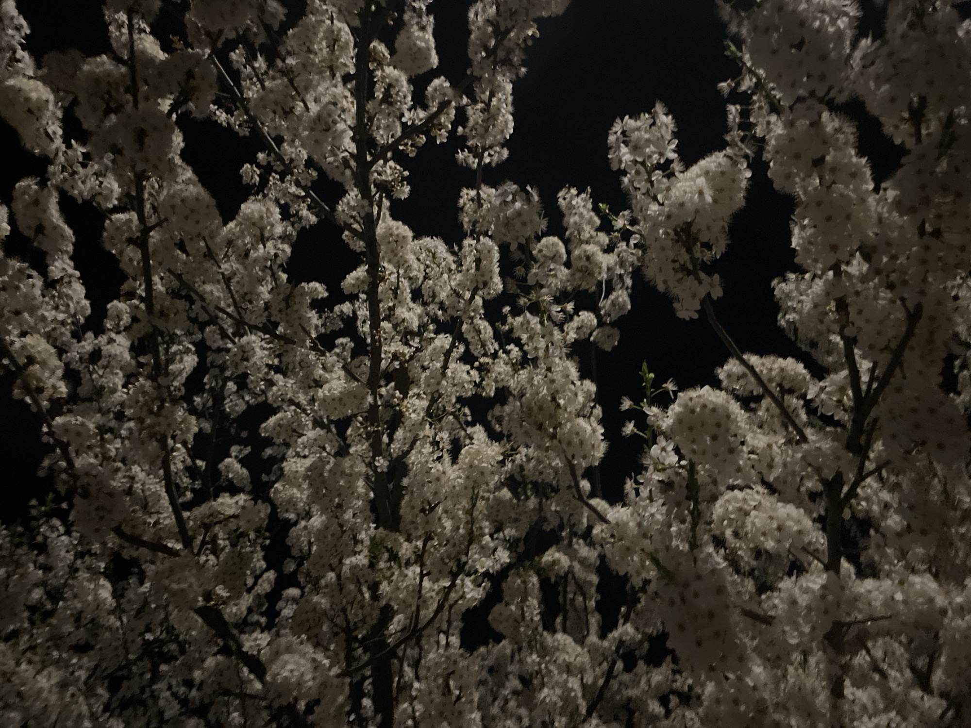 Night blooms documented across Razgrad, Bulgaria by single witness