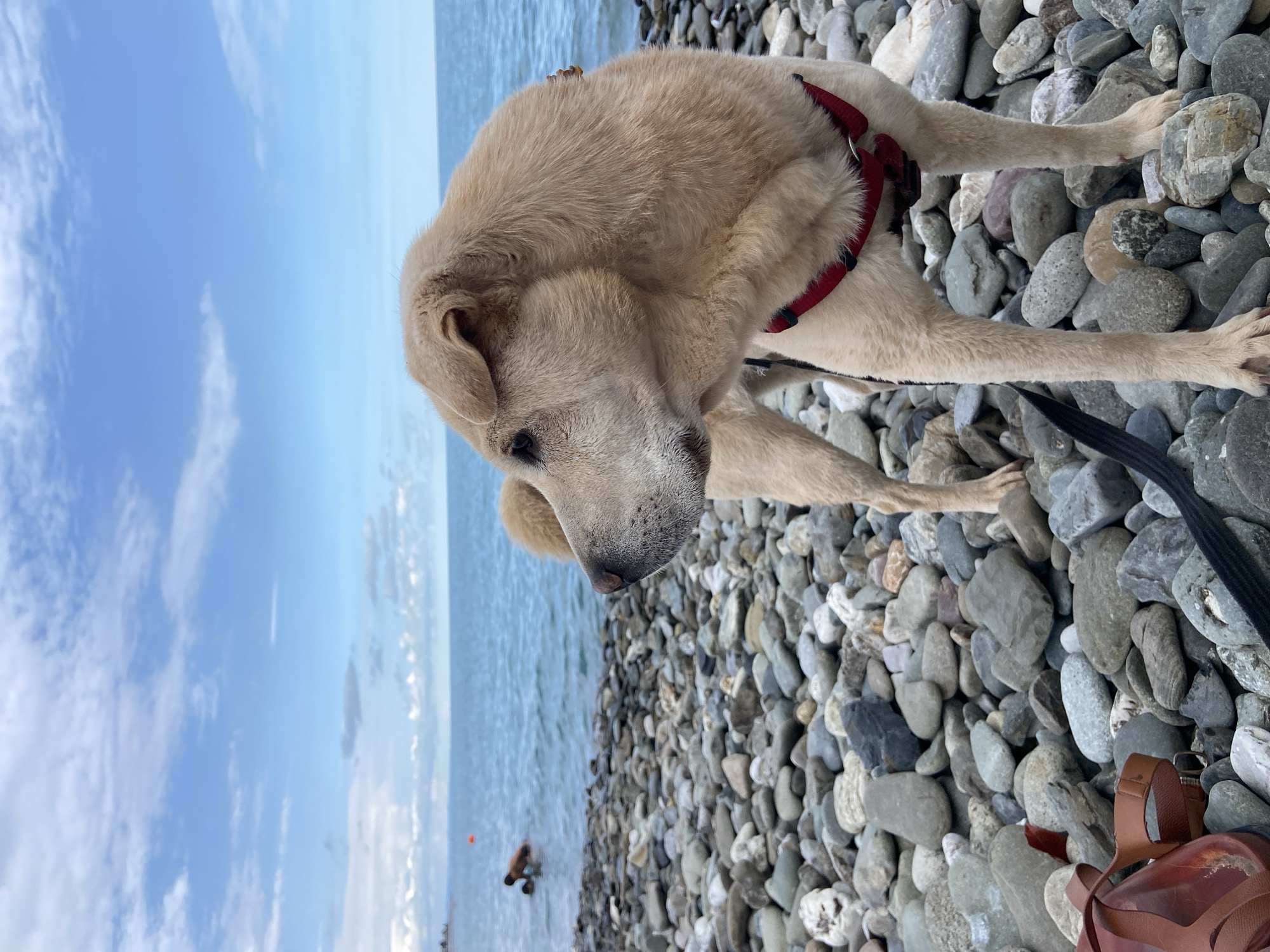 Dog day on the Black Sea shore in Sirius