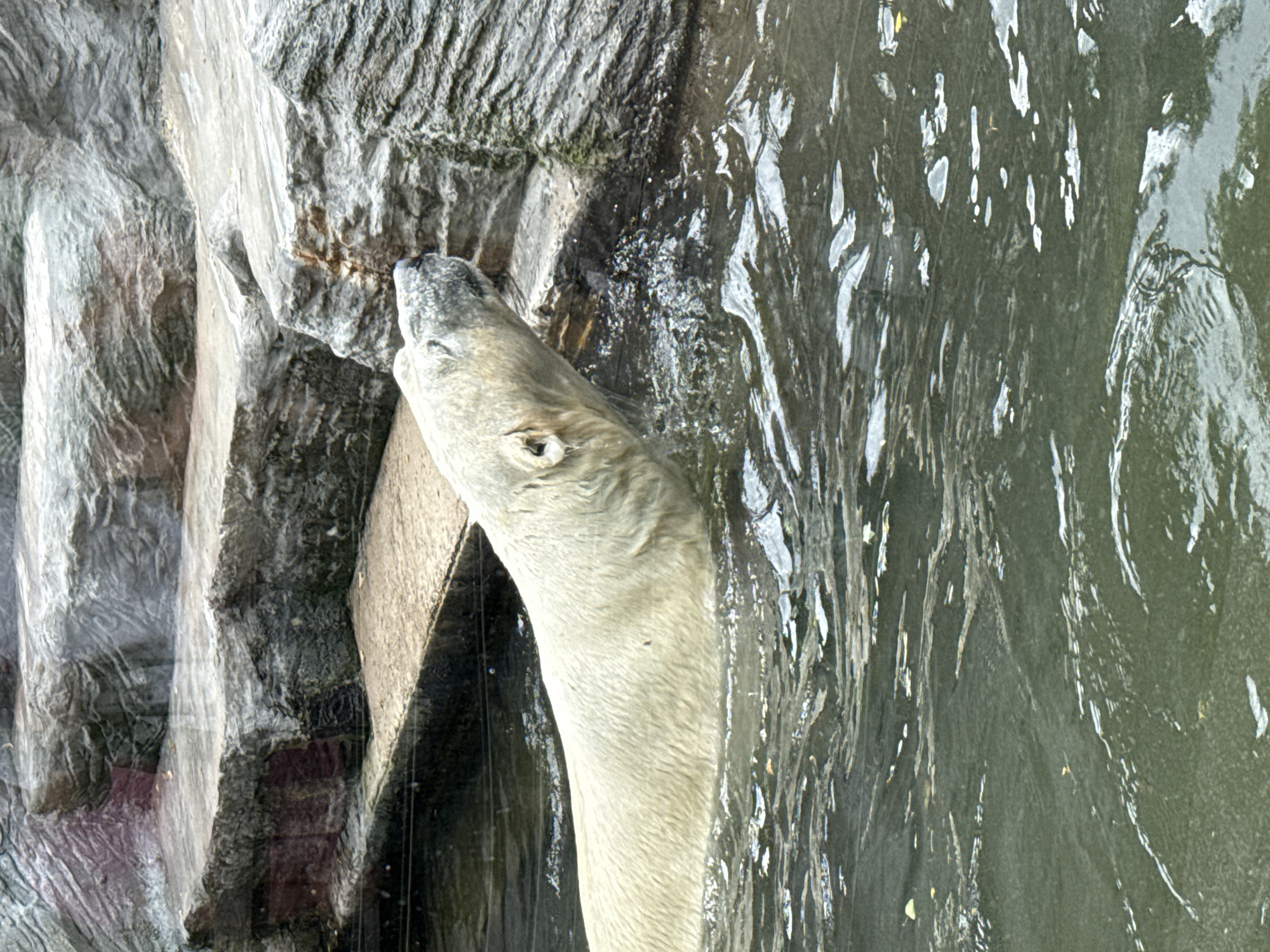 Morning walk through Prague Zoo, animals up close