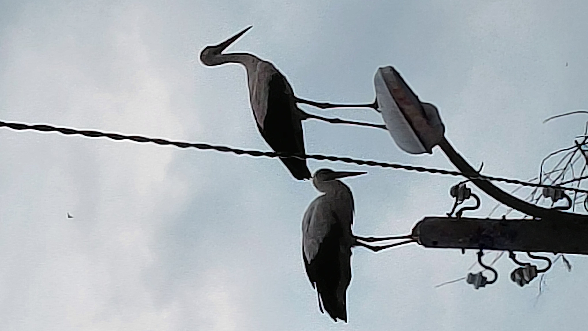 White storks observed nesting on urban utility pole
