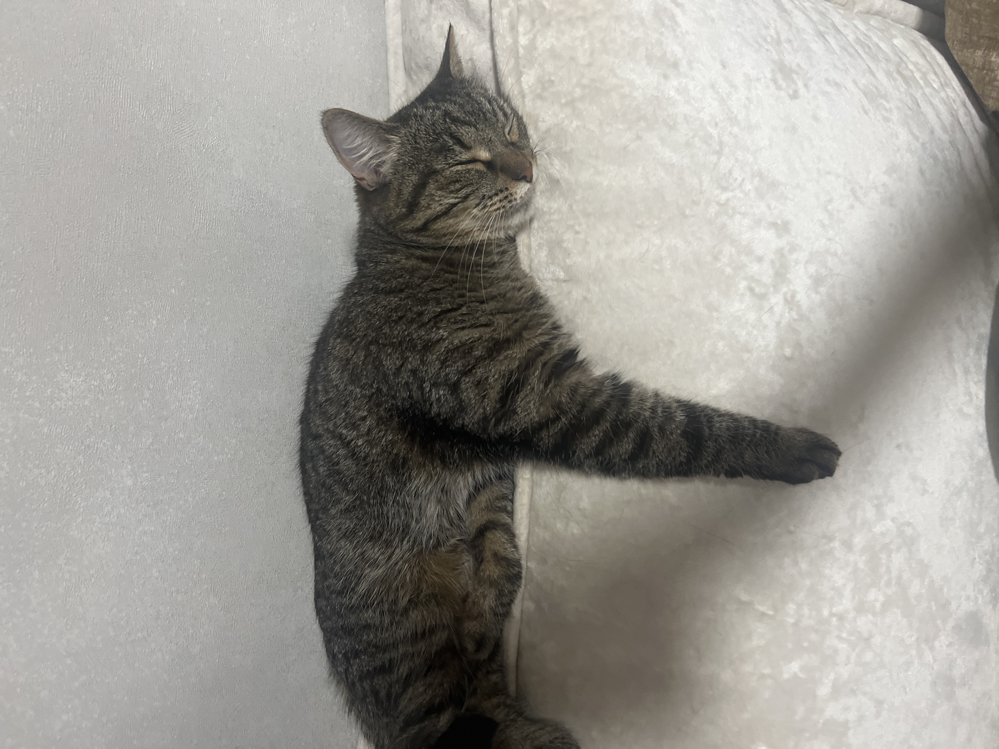 Tabby cat deep asleep on a white cushion, Votkinsk