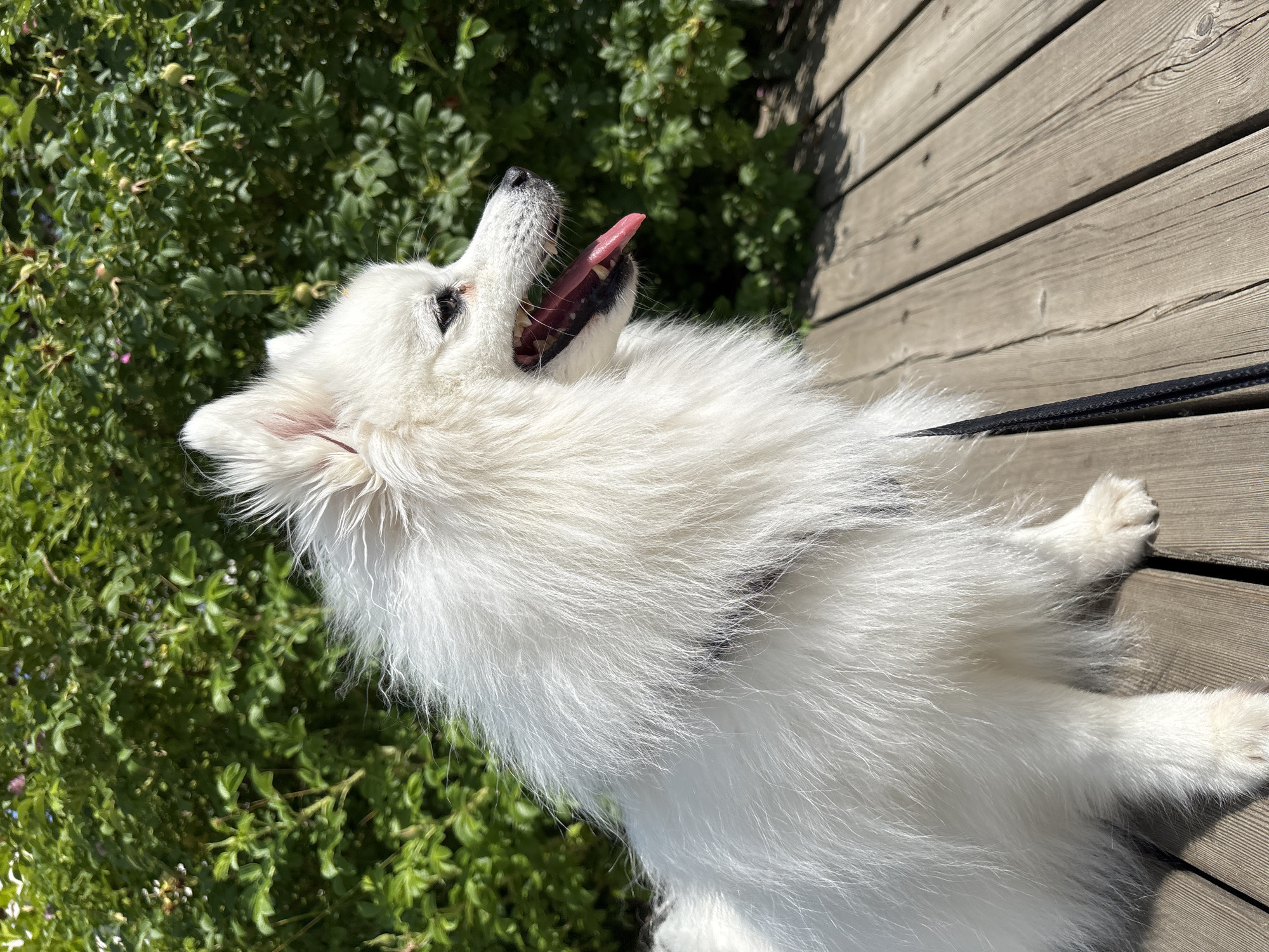 Summer stroll through Kazan's greenery with a white dog
