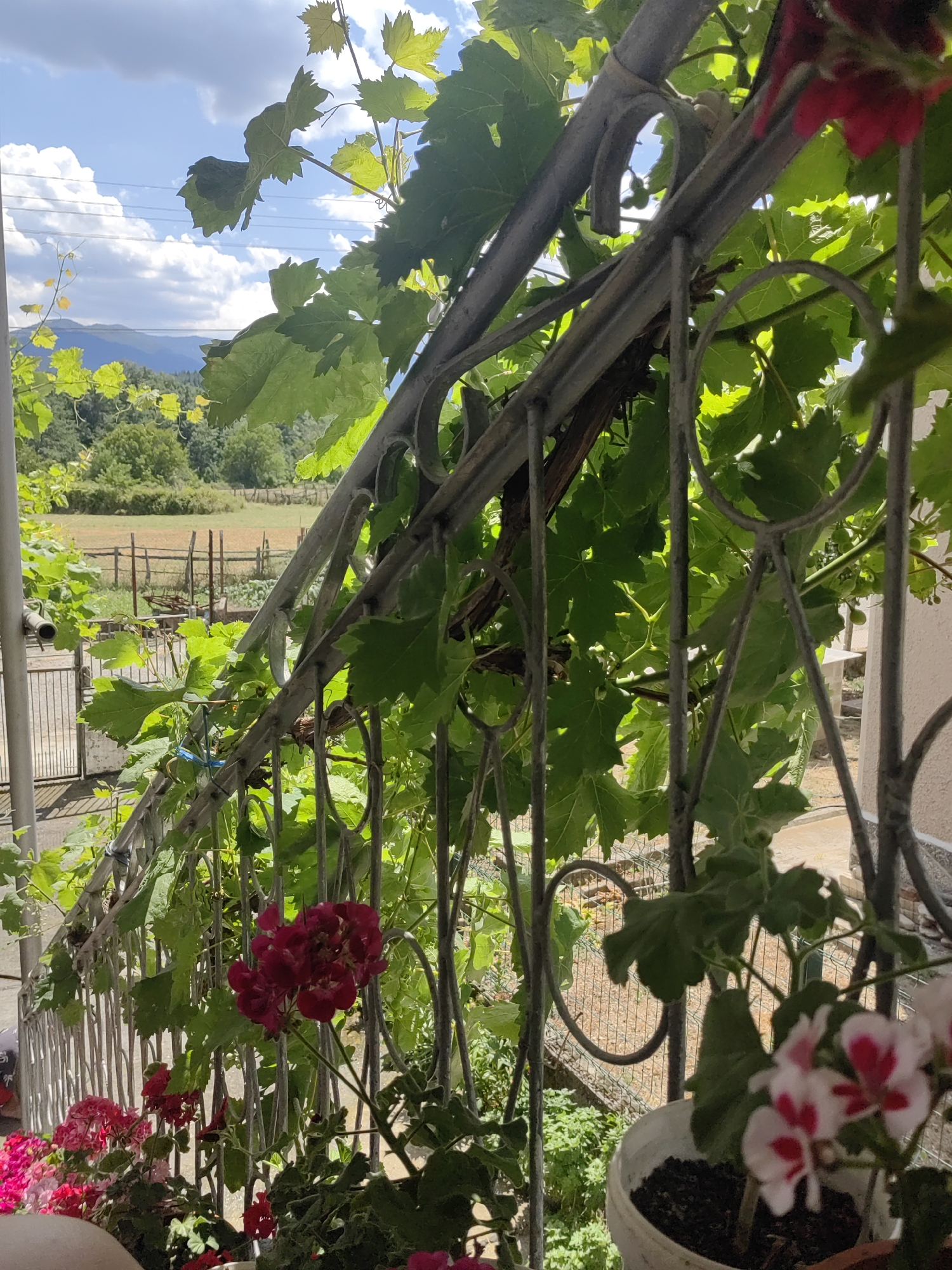 Summer morning in a Bulgarian village garden
