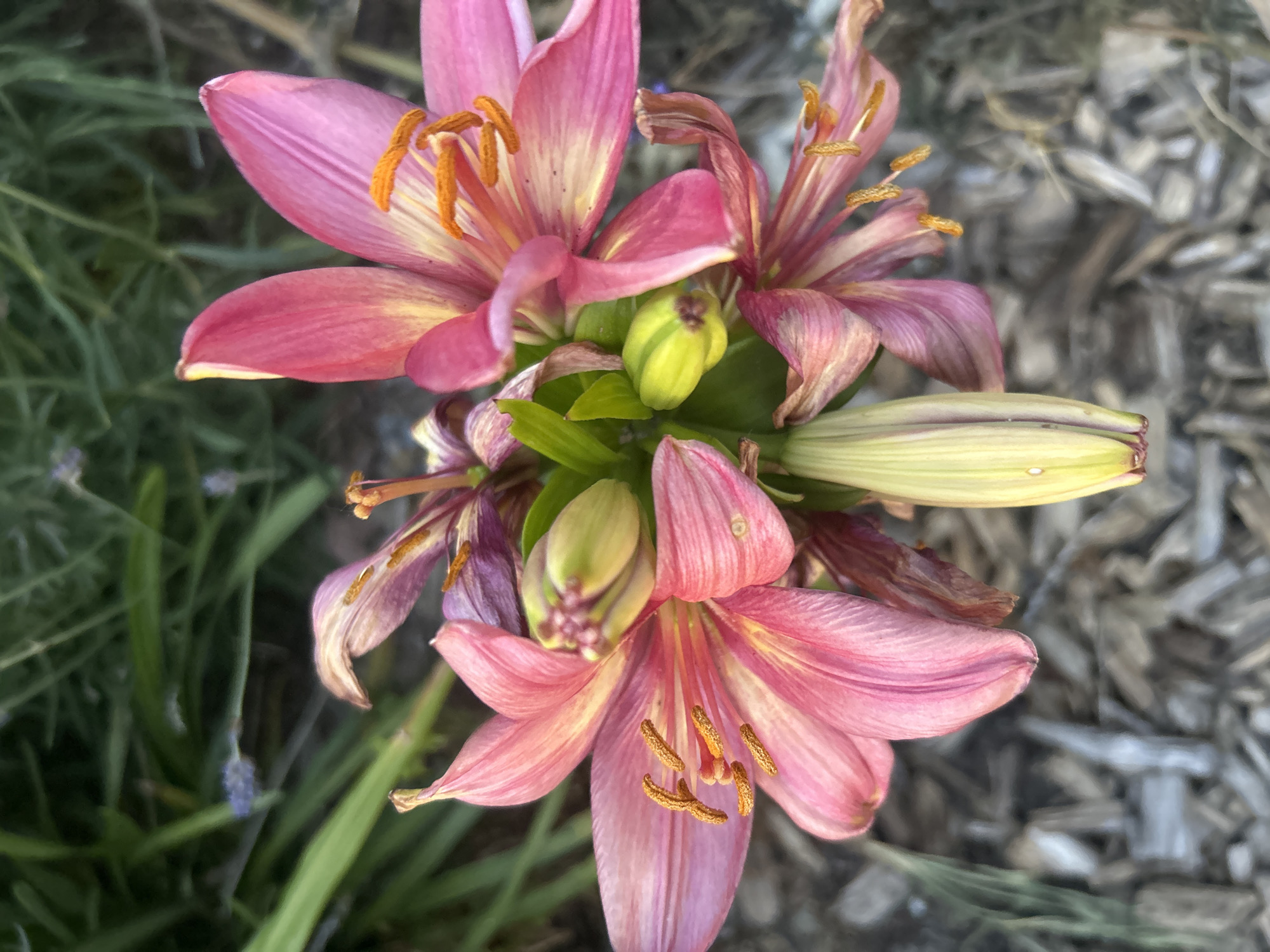 London evening scenes capture blooming lilies and outdoor dining