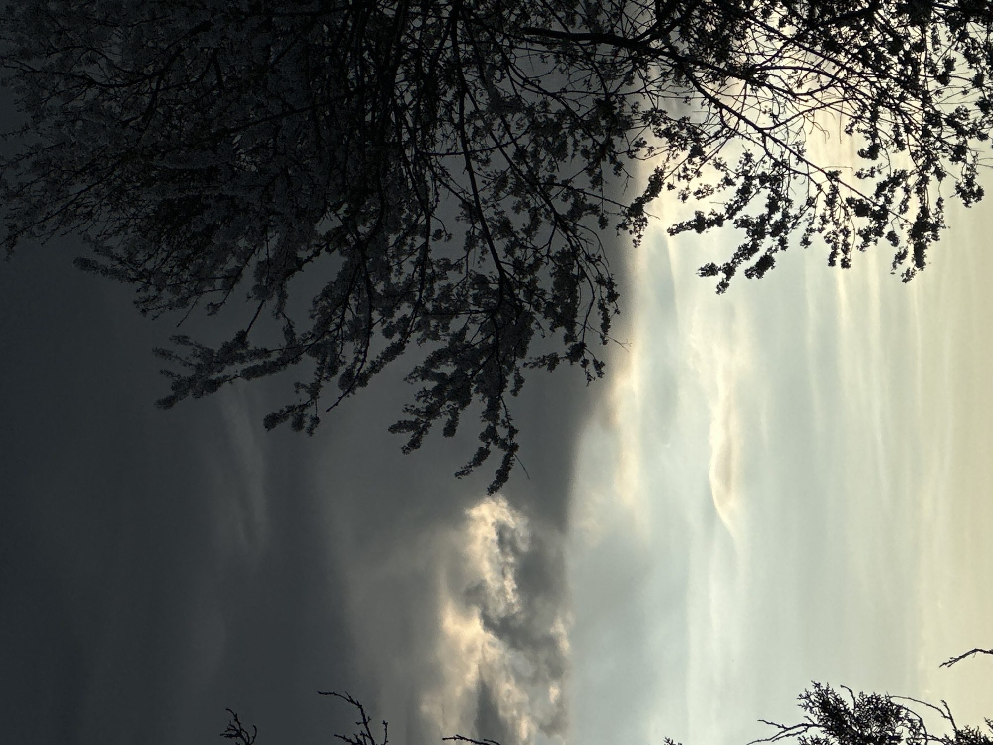 Morning sky viewed through tree branches in Slavyani, Bulgaria
