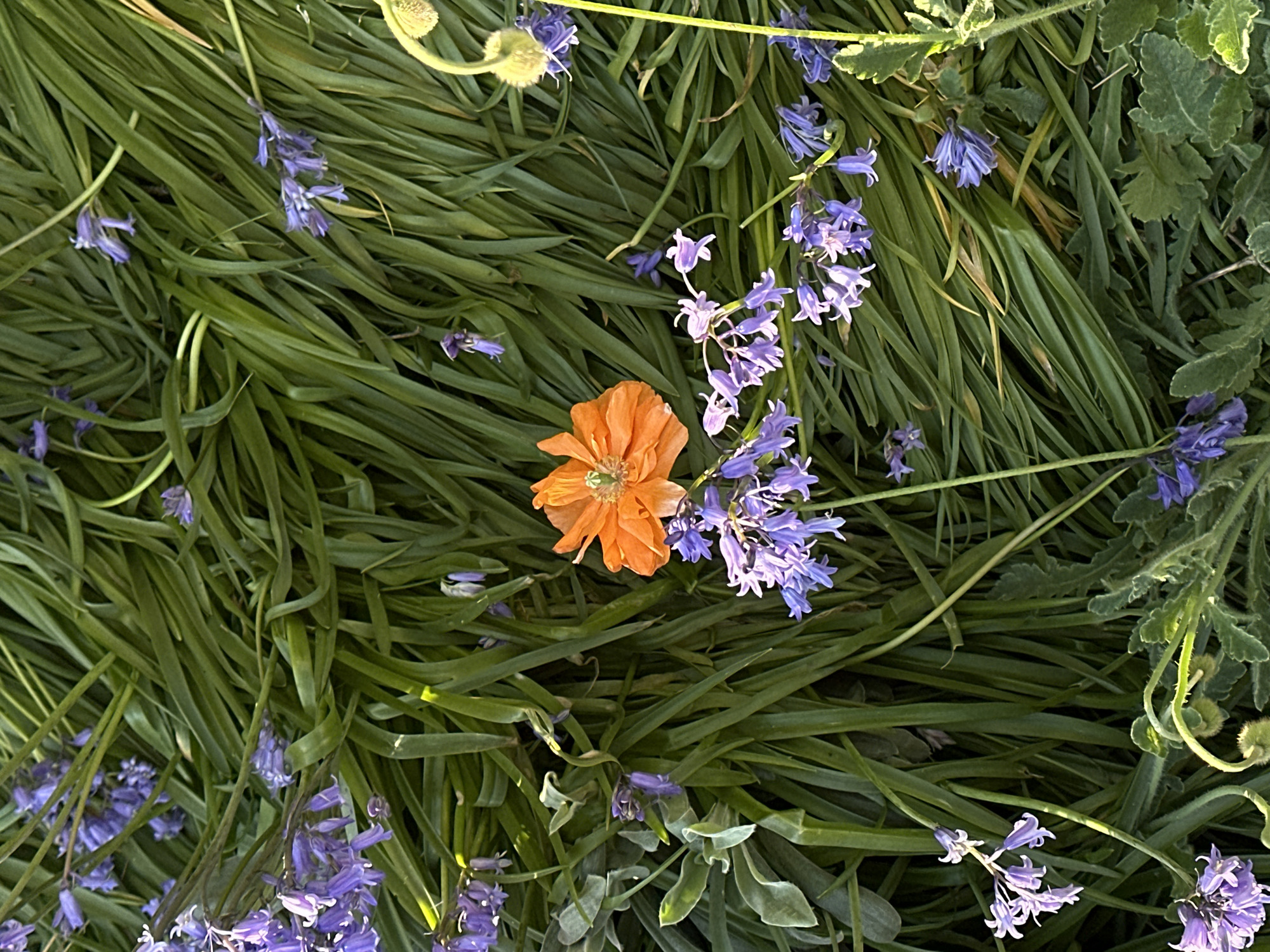 Spring blooms and casual moments documented in Coquitlam