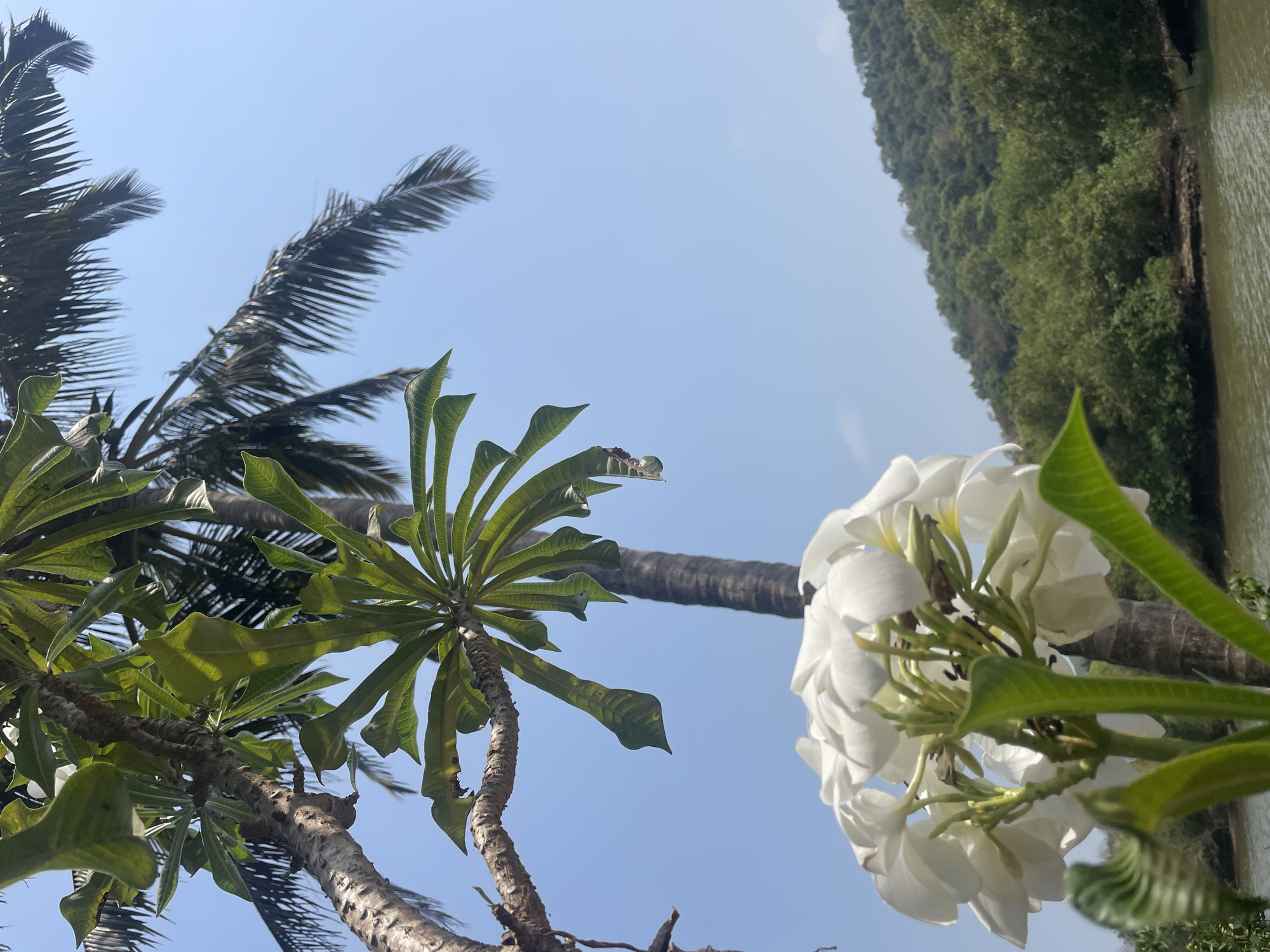 Morning scenes captured around Marna, India's tropical landscape