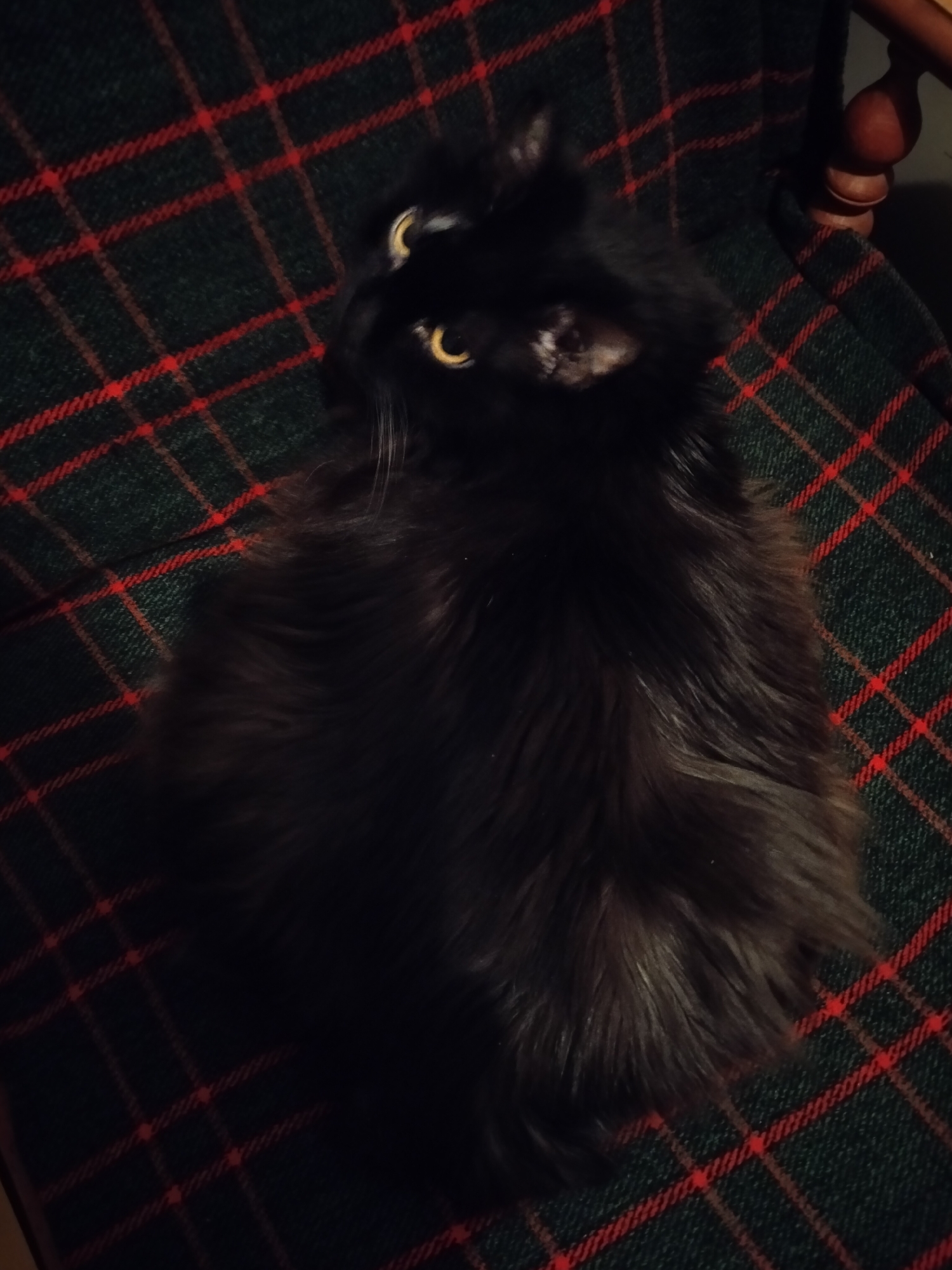 Black cat rests on plaid blanket in Ternopil