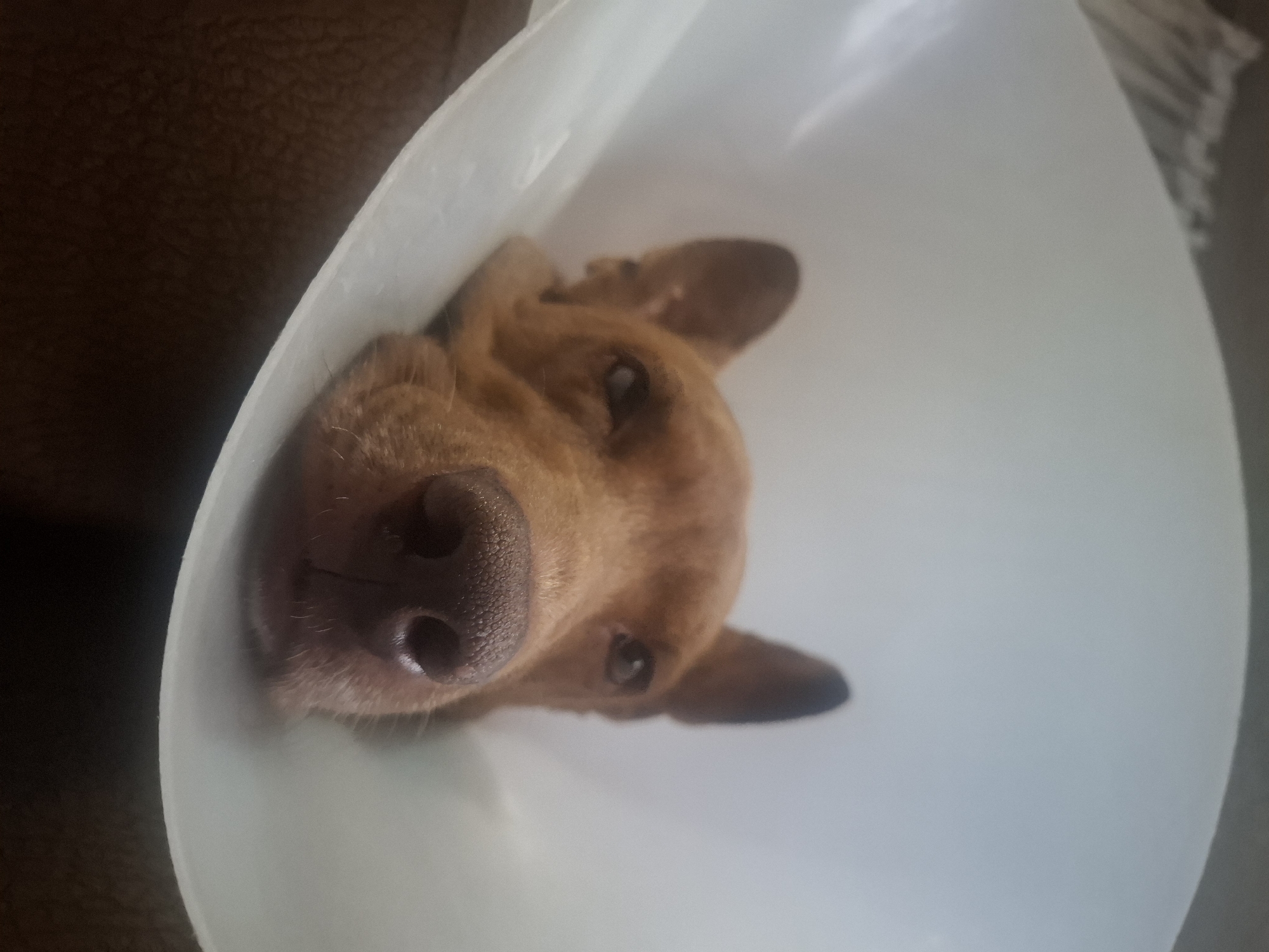 Dog spotted wearing medical cone in Mexican home